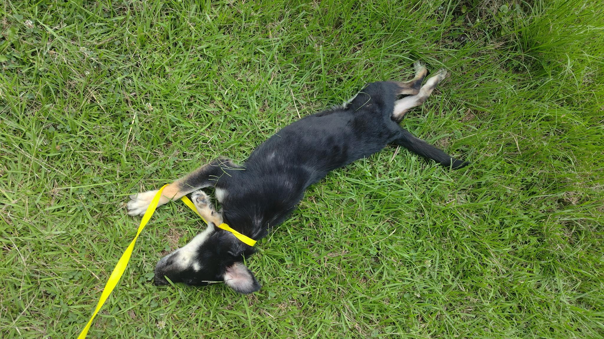 Ranger, a Adoptable mixed breed in Jxn, MS image 4/6