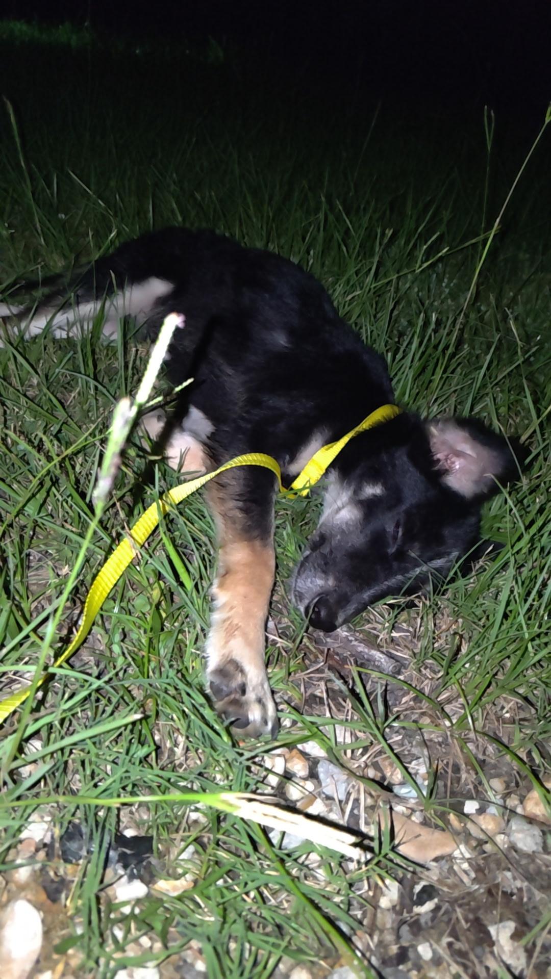 Ranger, a Adoptable mixed breed in Jxn, MS image 5/6