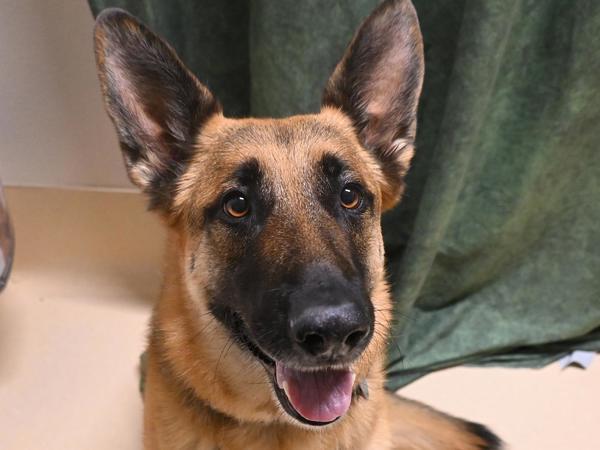 Enlarge Liesl, a Adoptable mixed breed in Portland, OR image 1/2