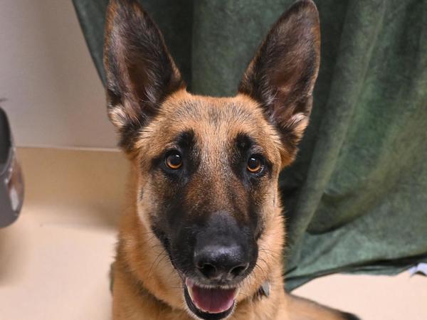 Enlarge Liesl, a Adoptable mixed breed in Portland, OR image 2/2