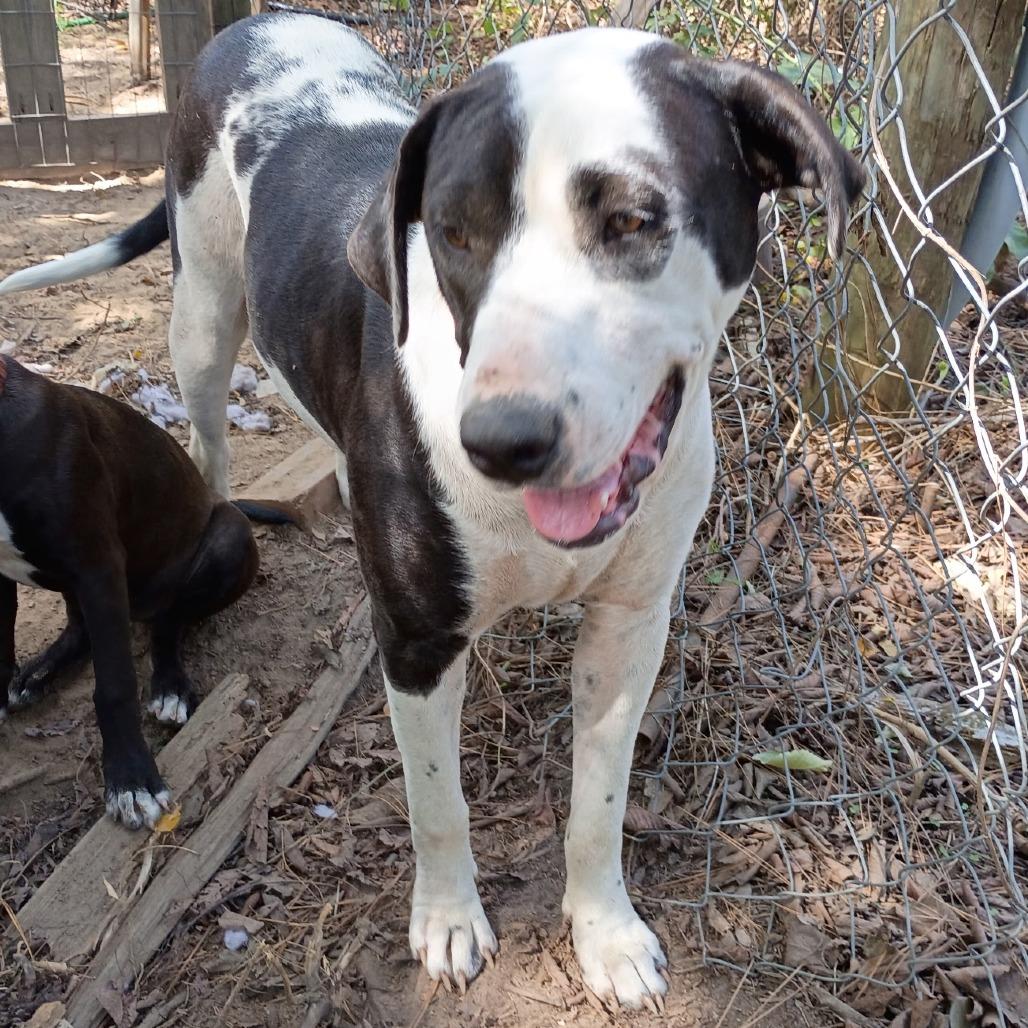 Dottie III, Adoptable, Young Female Terrier.