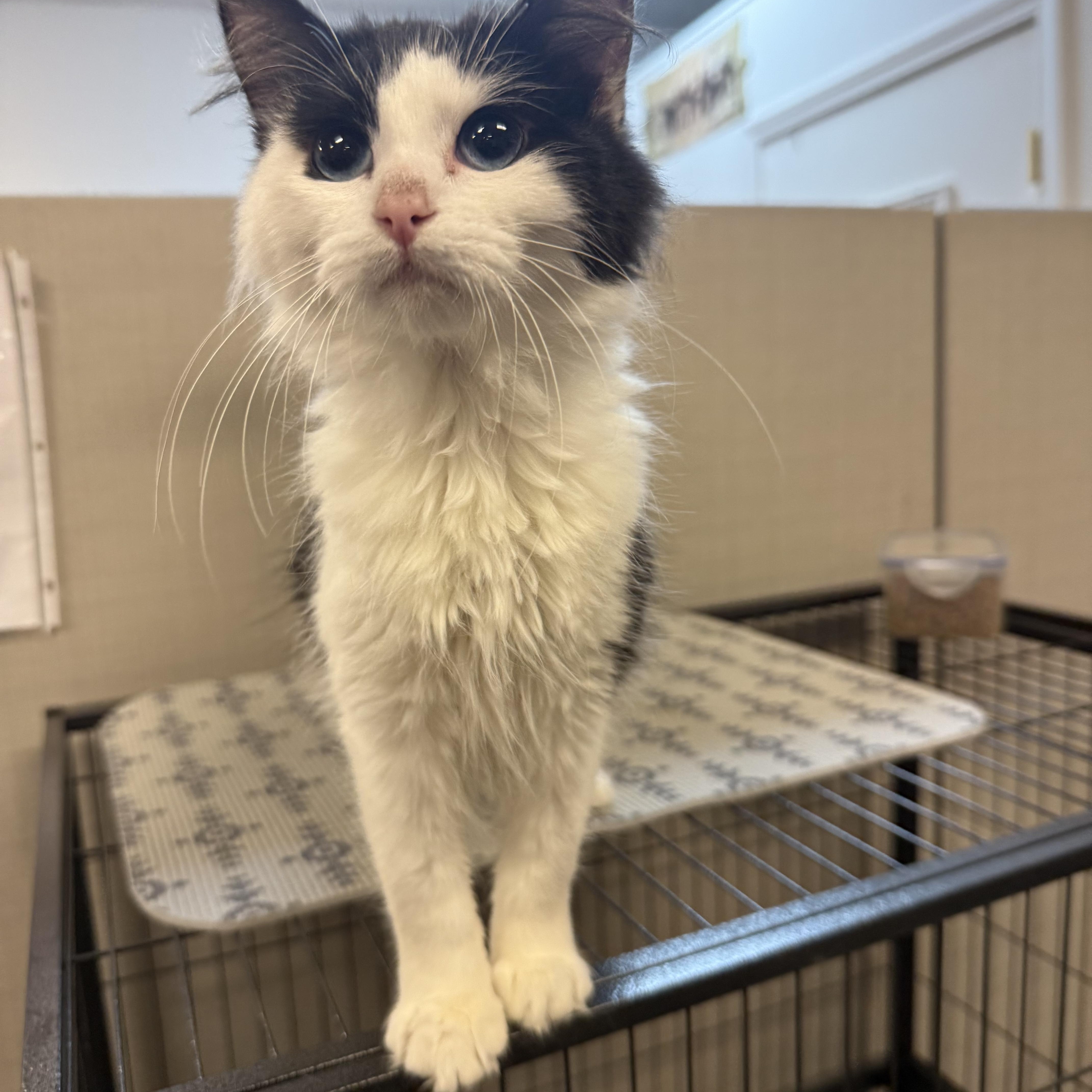 Enlarge Holly, an adopted Domestic Medium Hair in Lawrenceville, GA image 2/4