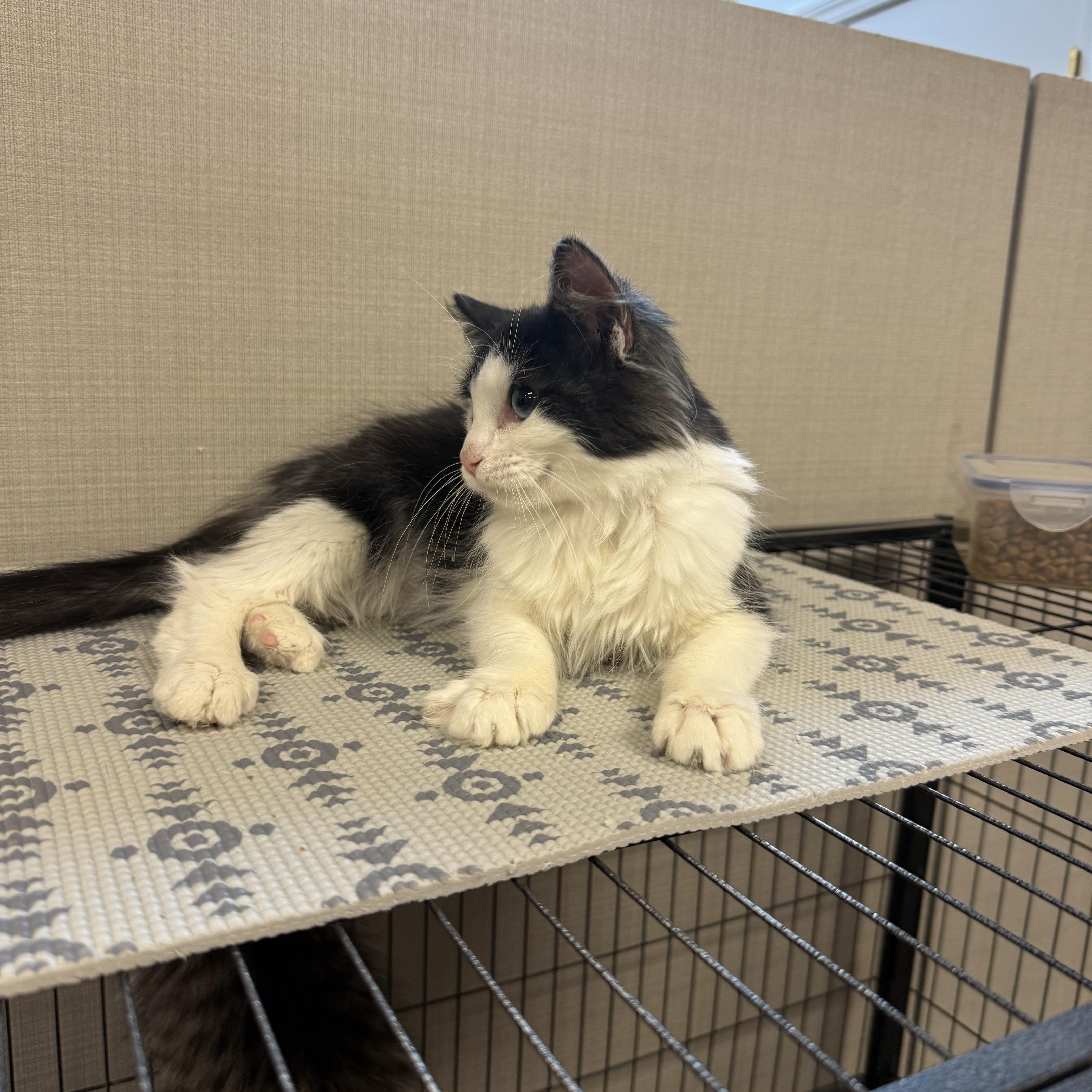 Enlarge Holly, an adopted Domestic Medium Hair in Lawrenceville, GA image 3/4