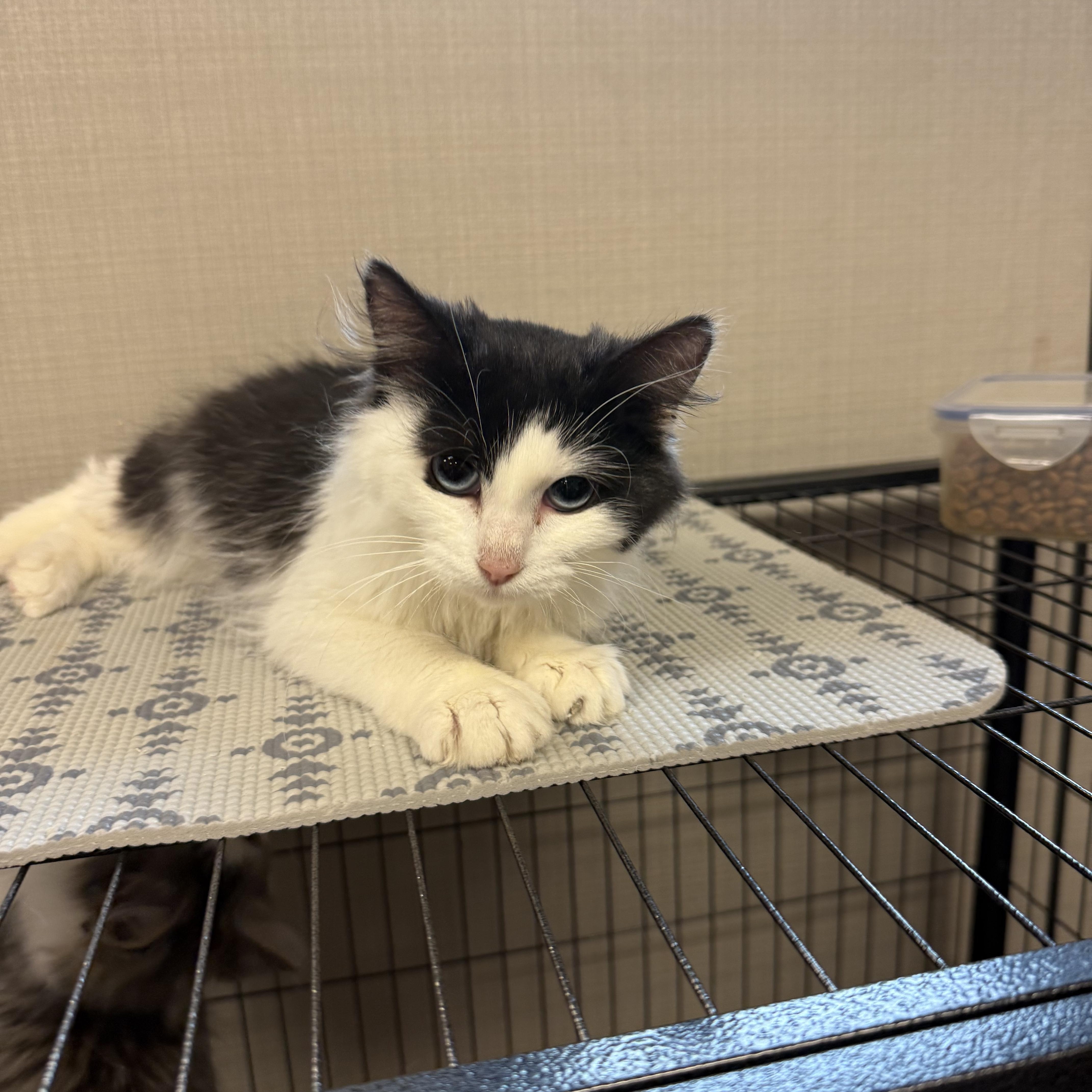 Enlarge Holly, an adopted Domestic Medium Hair in Lawrenceville, GA image 4/4