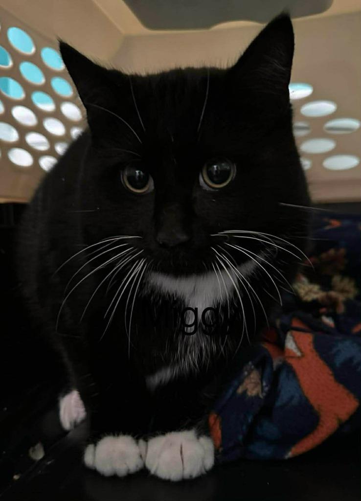 Miggy, Adoptable, Young Male Domestic Short Hair.