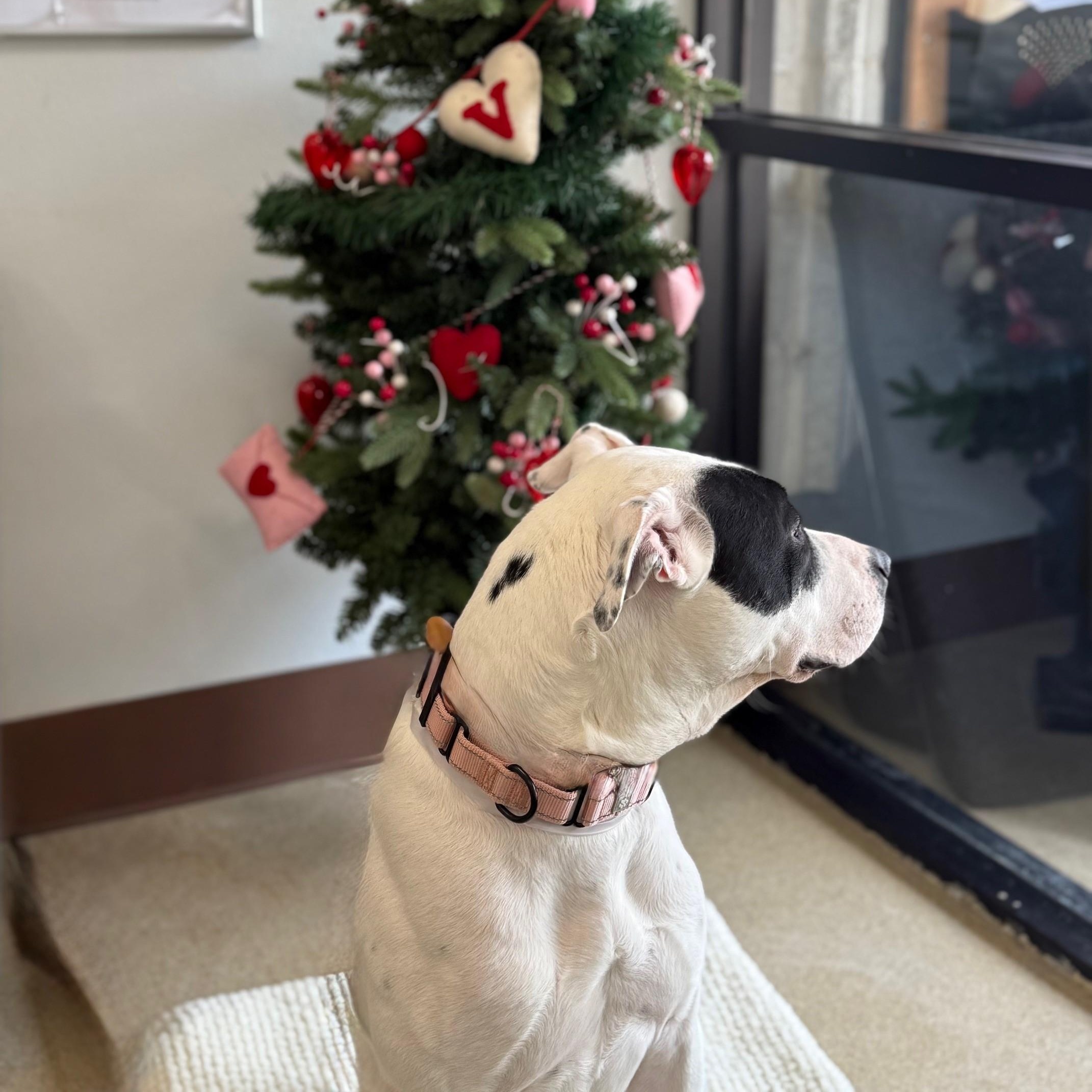 Enlarge Bandit, a Adoptable Mixed Breed in Brookhaven, NY image 2/4