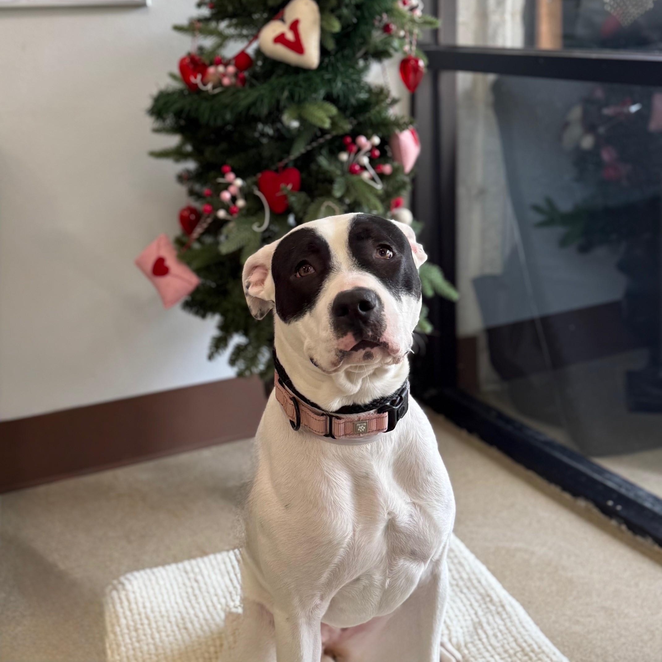 Bandit, Adoptable, Young Female Mixed Breed.