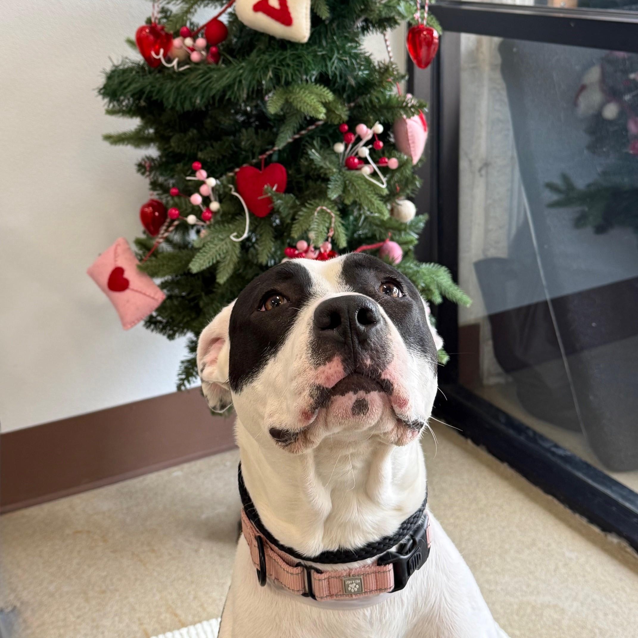 Enlarge Bandit, a Adoptable Mixed Breed in Brookhaven, NY image 4/4