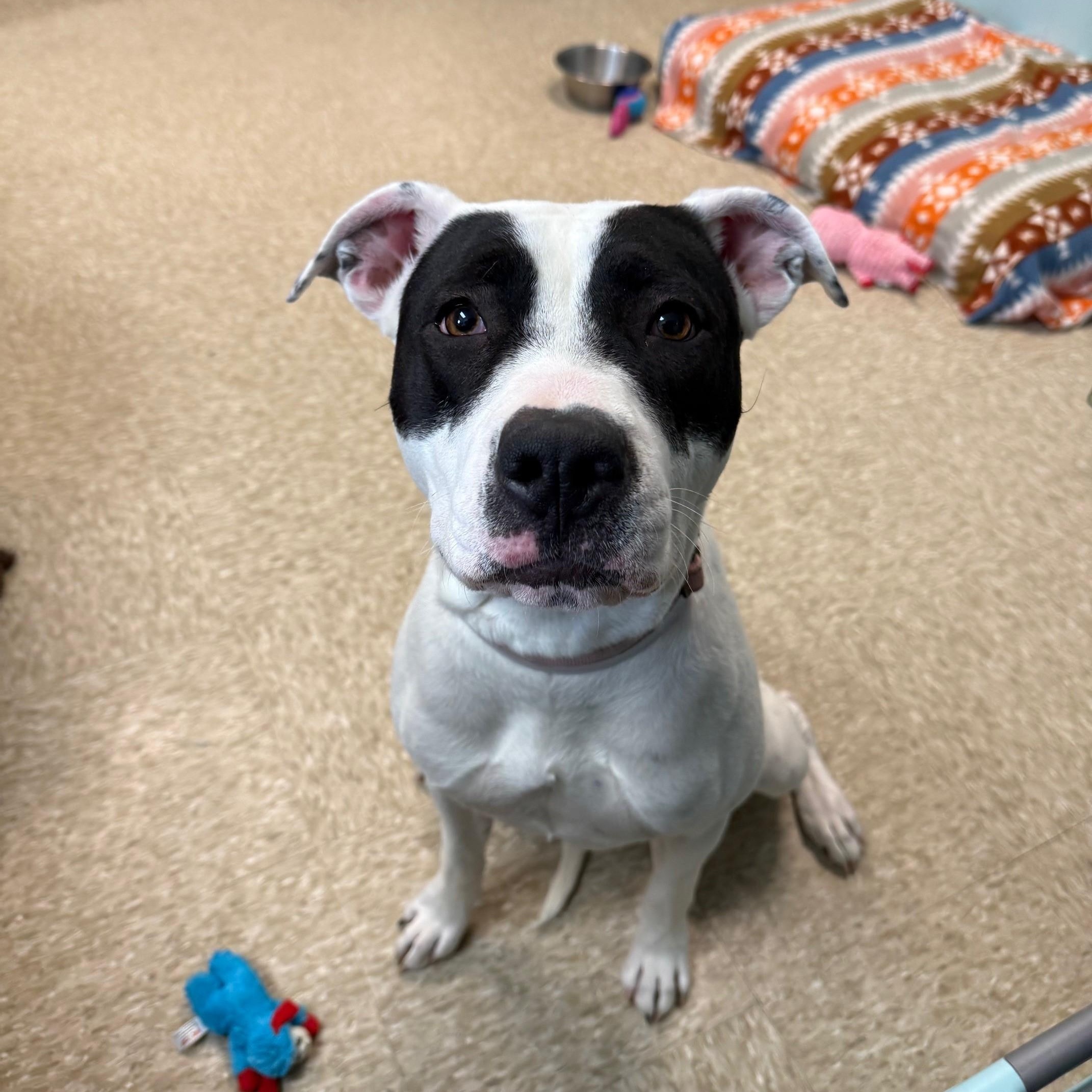 Enlarge Bandit, a Adoptable Mixed Breed in Brookhaven, NY image 3/4