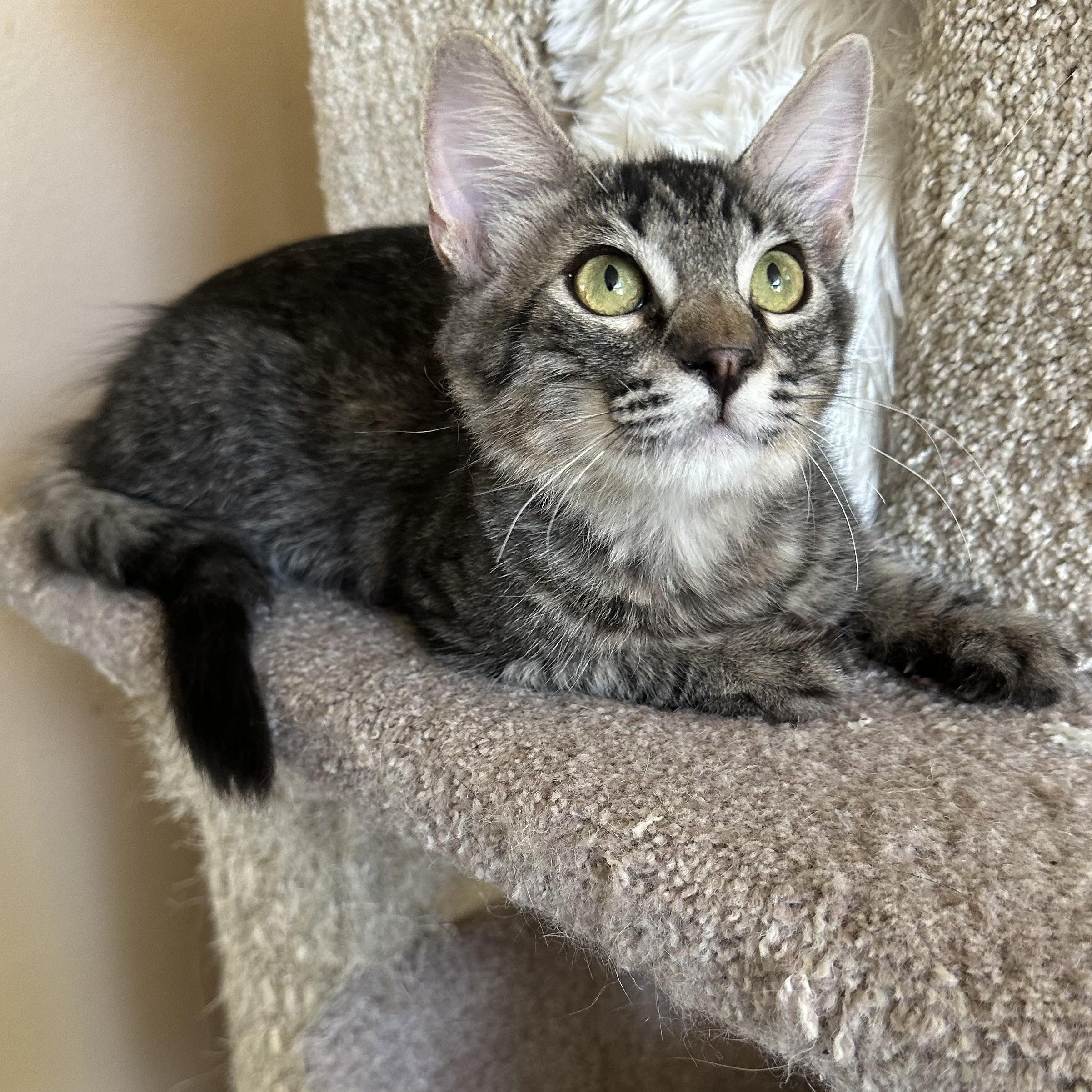 Enlarge Kathryn’s, a Adopted Domestic Medium Hair in Glendora, CA image 4/5