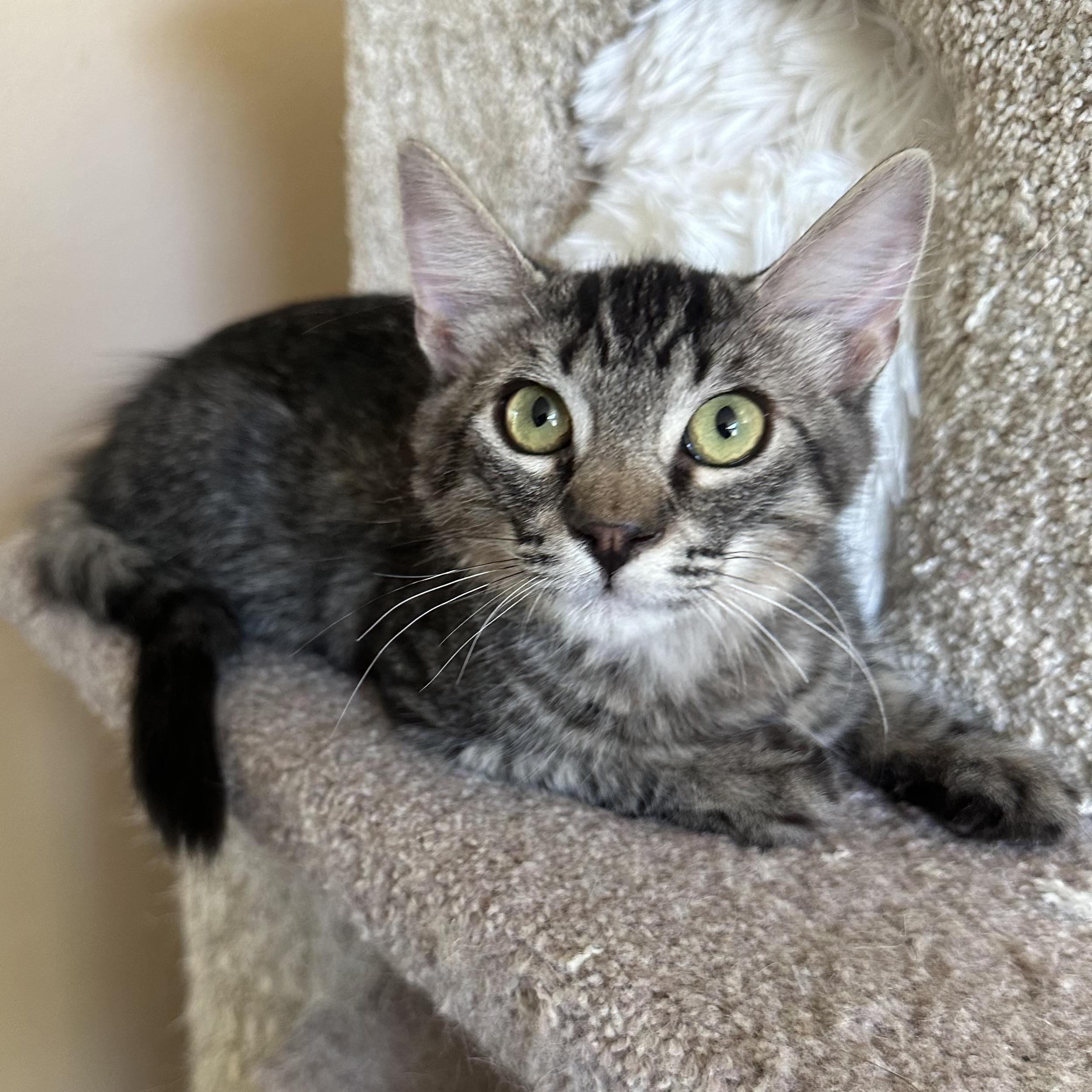Enlarge Kathryn’s, a Adopted Domestic Medium Hair in Glendora, CA image 1/5