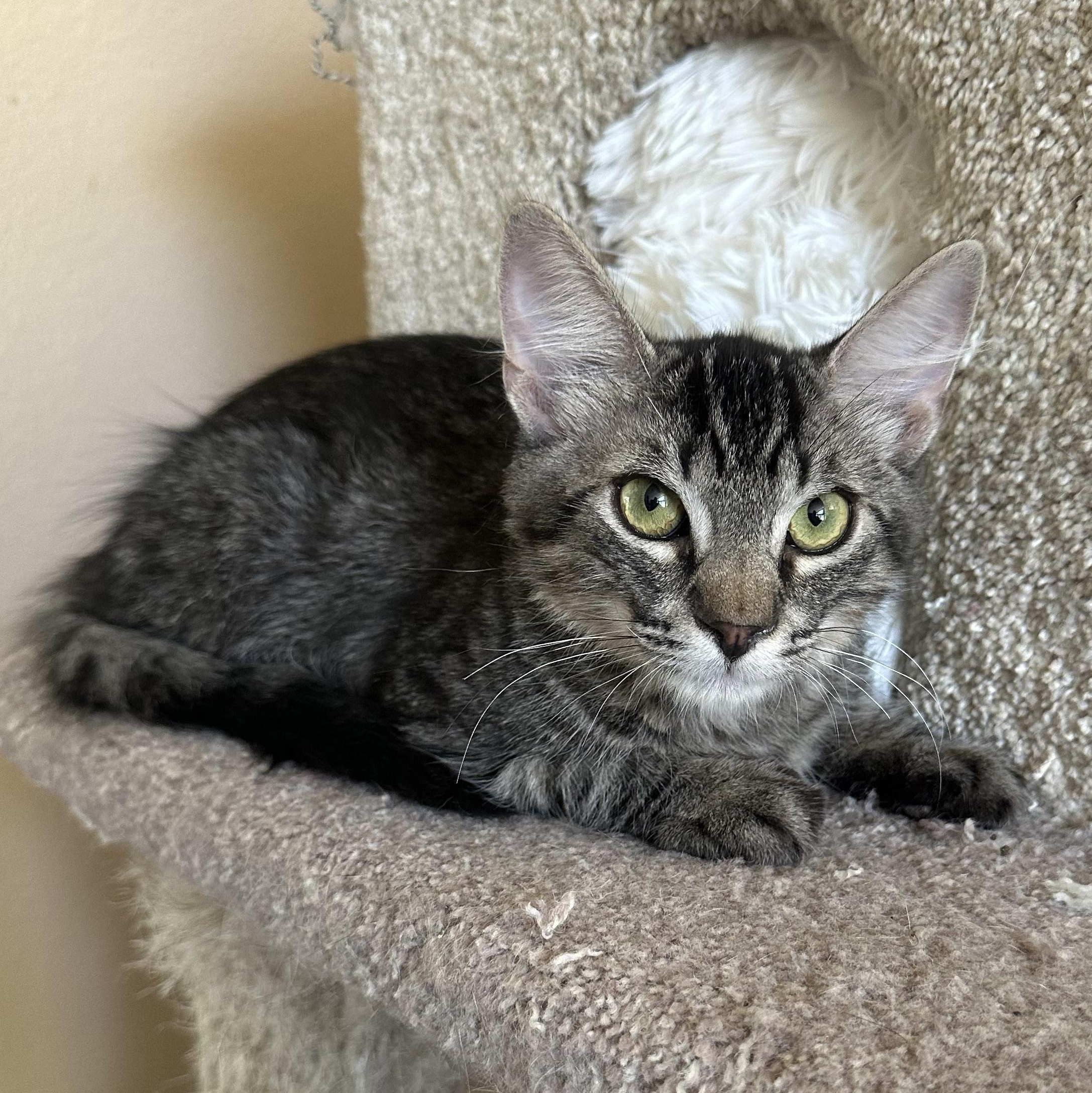 Enlarge Kathryn’s, a Adopted Domestic Medium Hair in Glendora, CA image 3/5