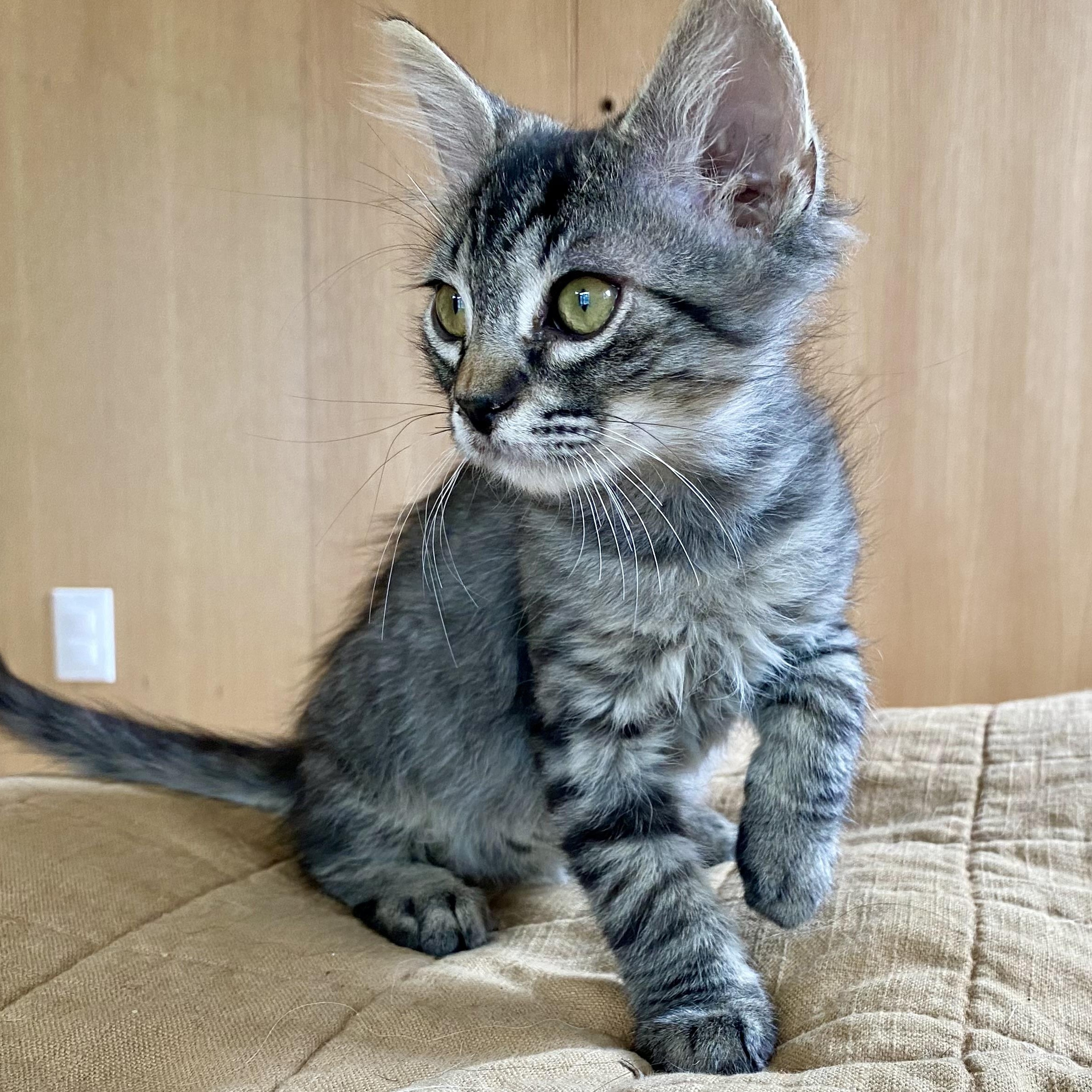 Enlarge Kathryn’s, a Adopted Domestic Medium Hair in Glendora, CA image 5/5