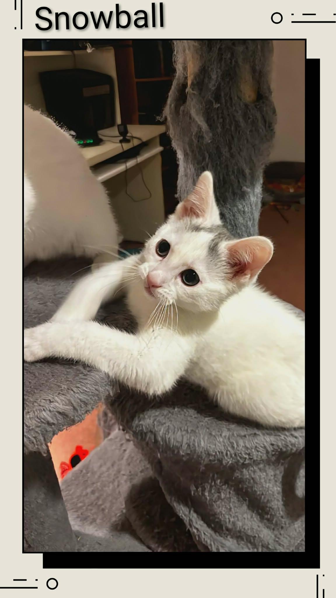 Enlarge Snowball, a Adoptable Domestic Short Hair in Caistor Centre, ON image 1/1