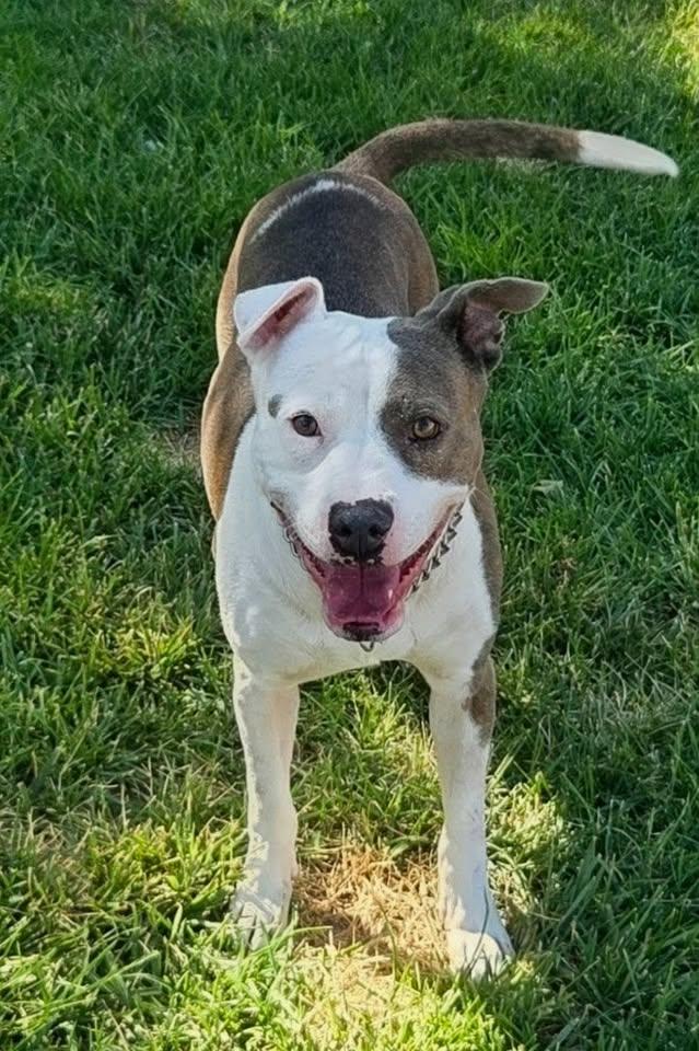 Creed, ADOPTABLE, Adult Male Pit Bull Terrier.