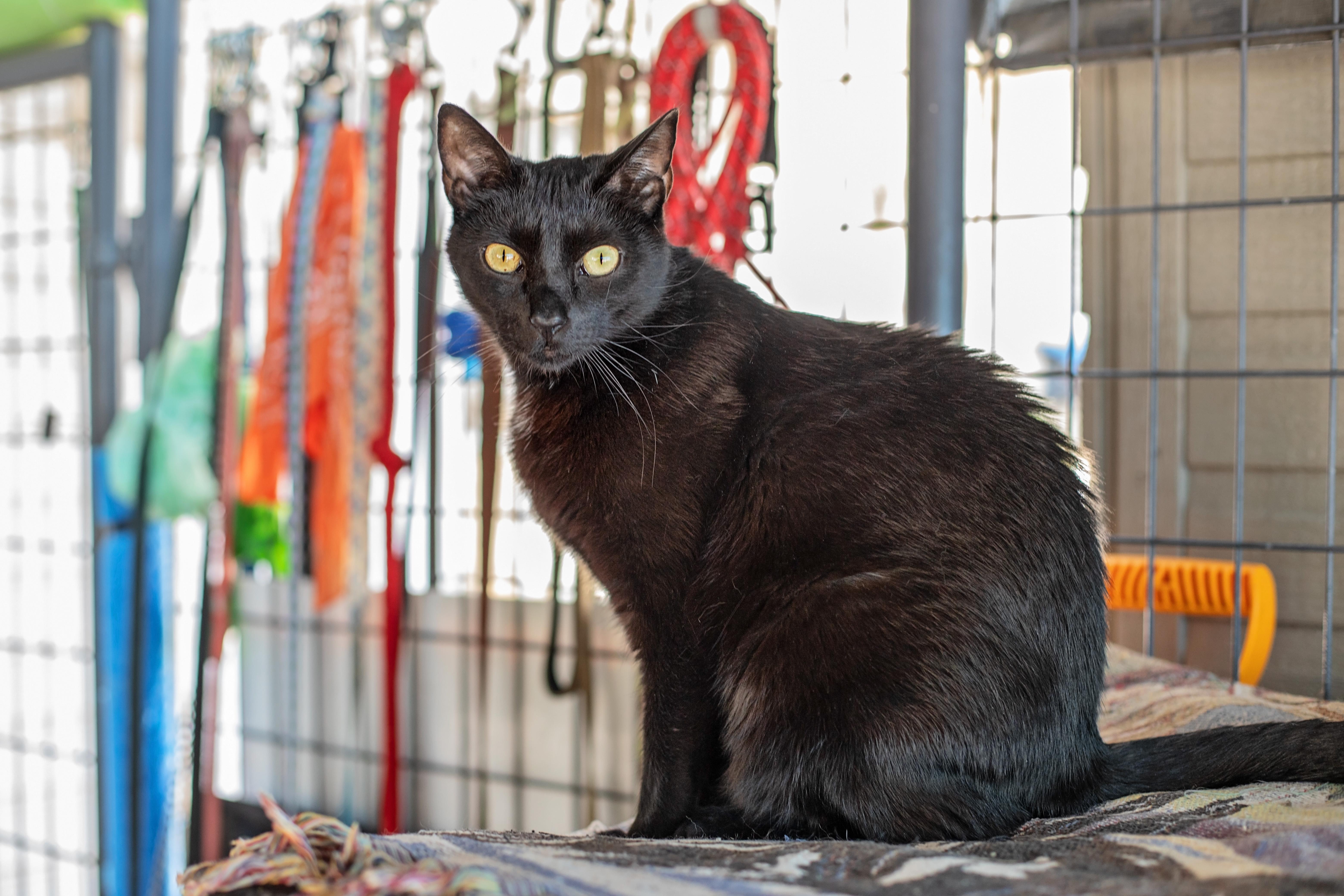 Honey & Sweetie, a Adoptable Domestic Short Hair in Landenberg, PA image 4/6