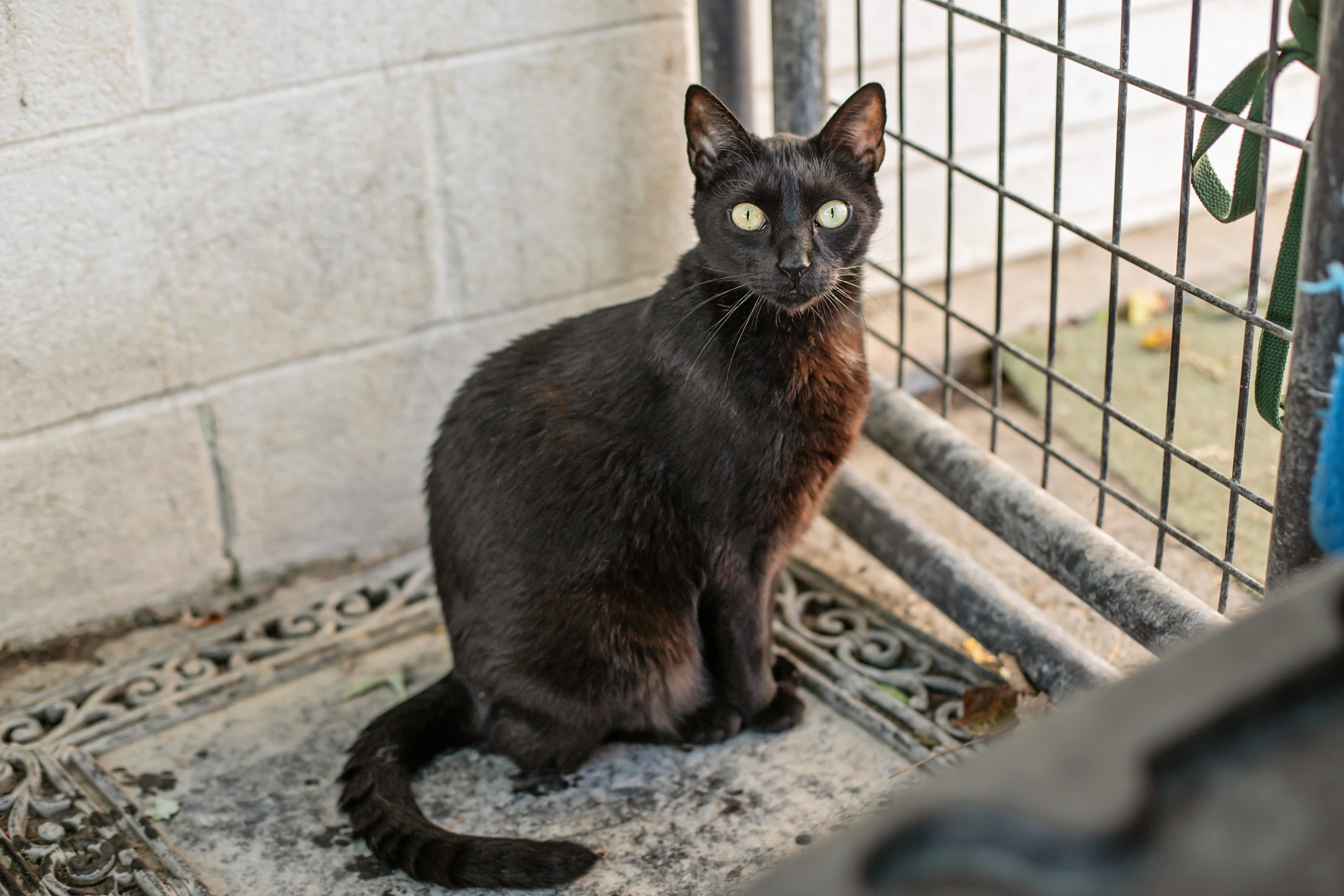 Honey & Sweetie, a Adoptable Domestic Short Hair in Landenberg, PA image 5/6