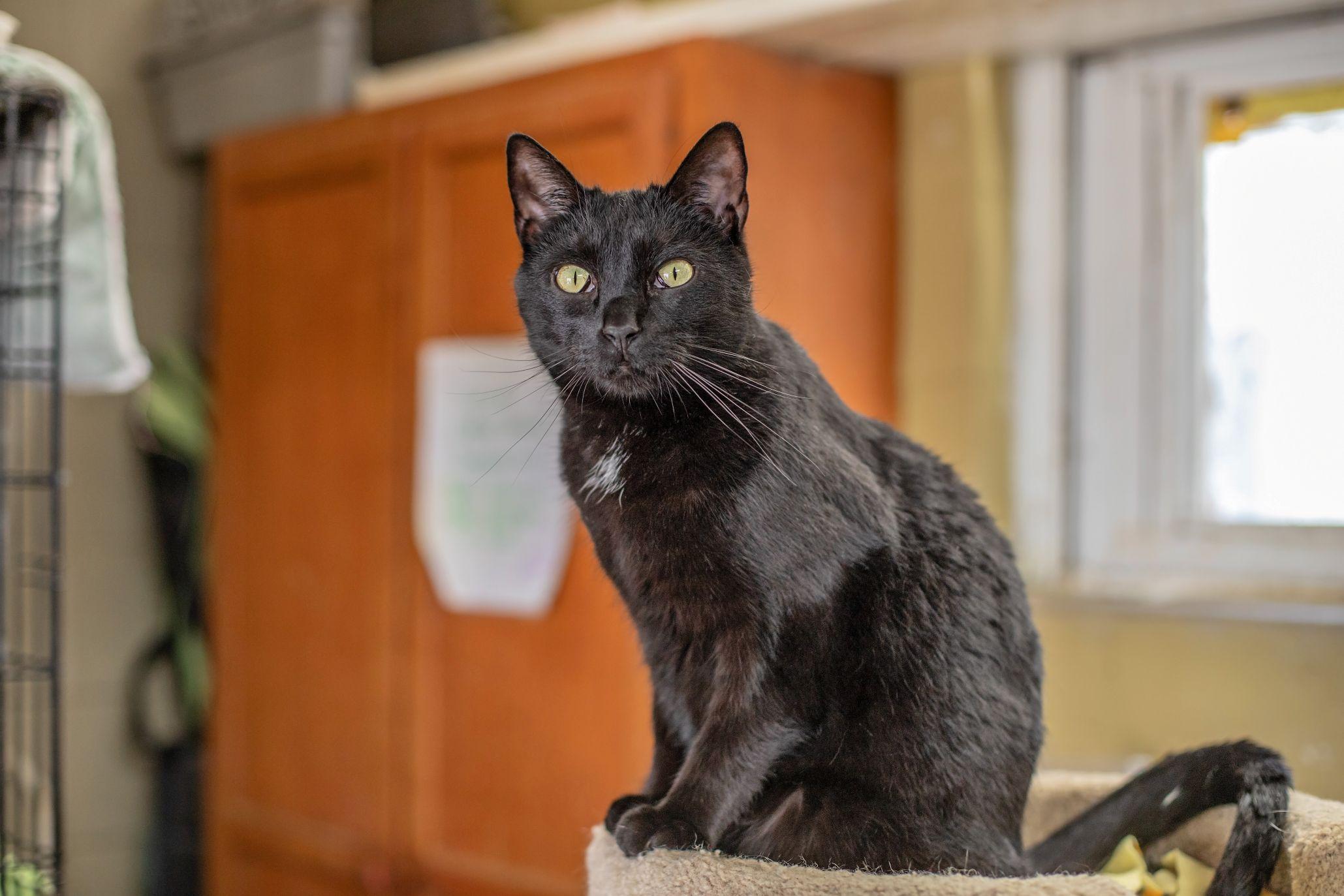 Honey & Sweetie, a Adoptable Domestic Short Hair in Landenberg, PA image 3/6