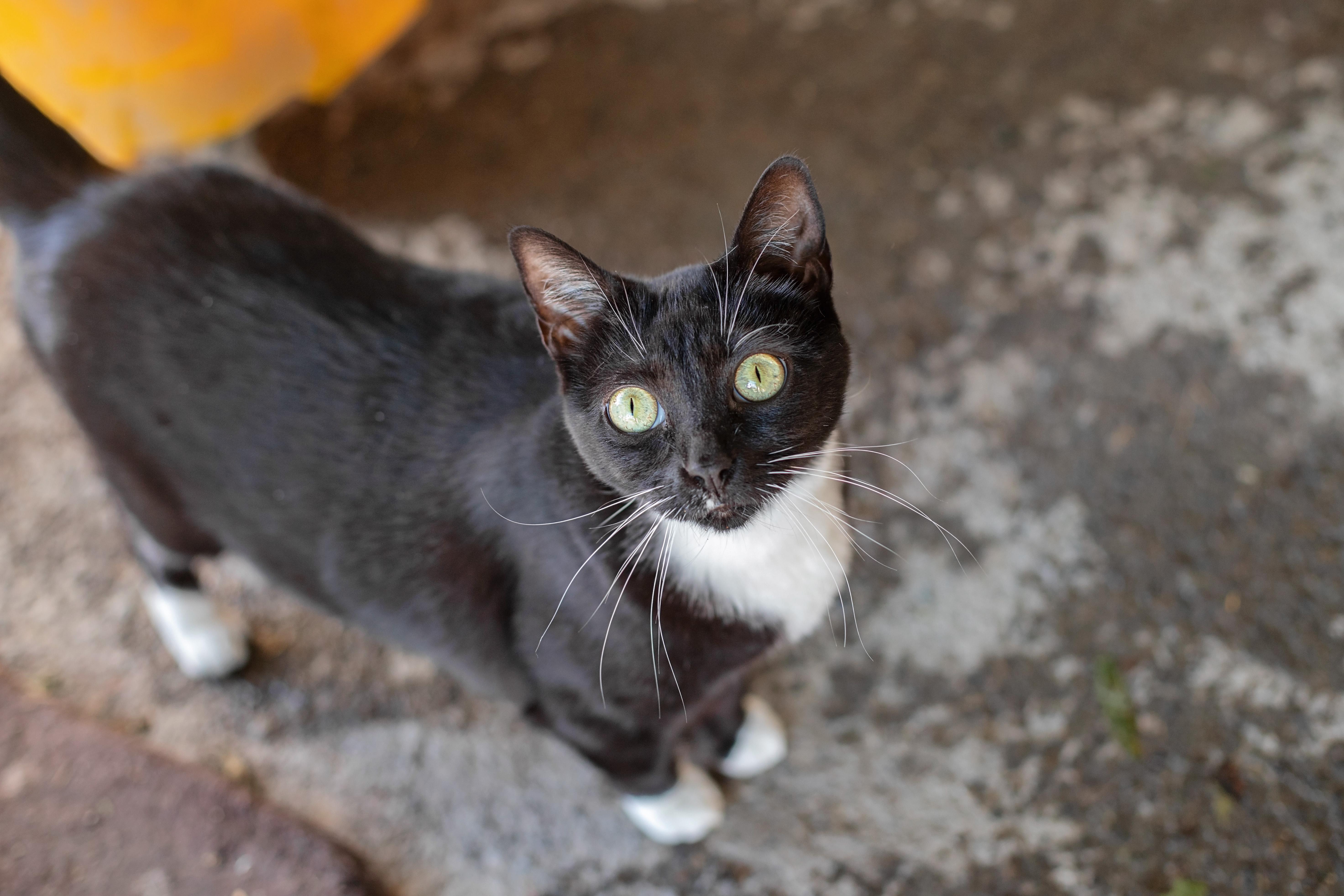 Honey & Sweetie, a Adoptable Domestic Short Hair in Landenberg, PA image 2/6