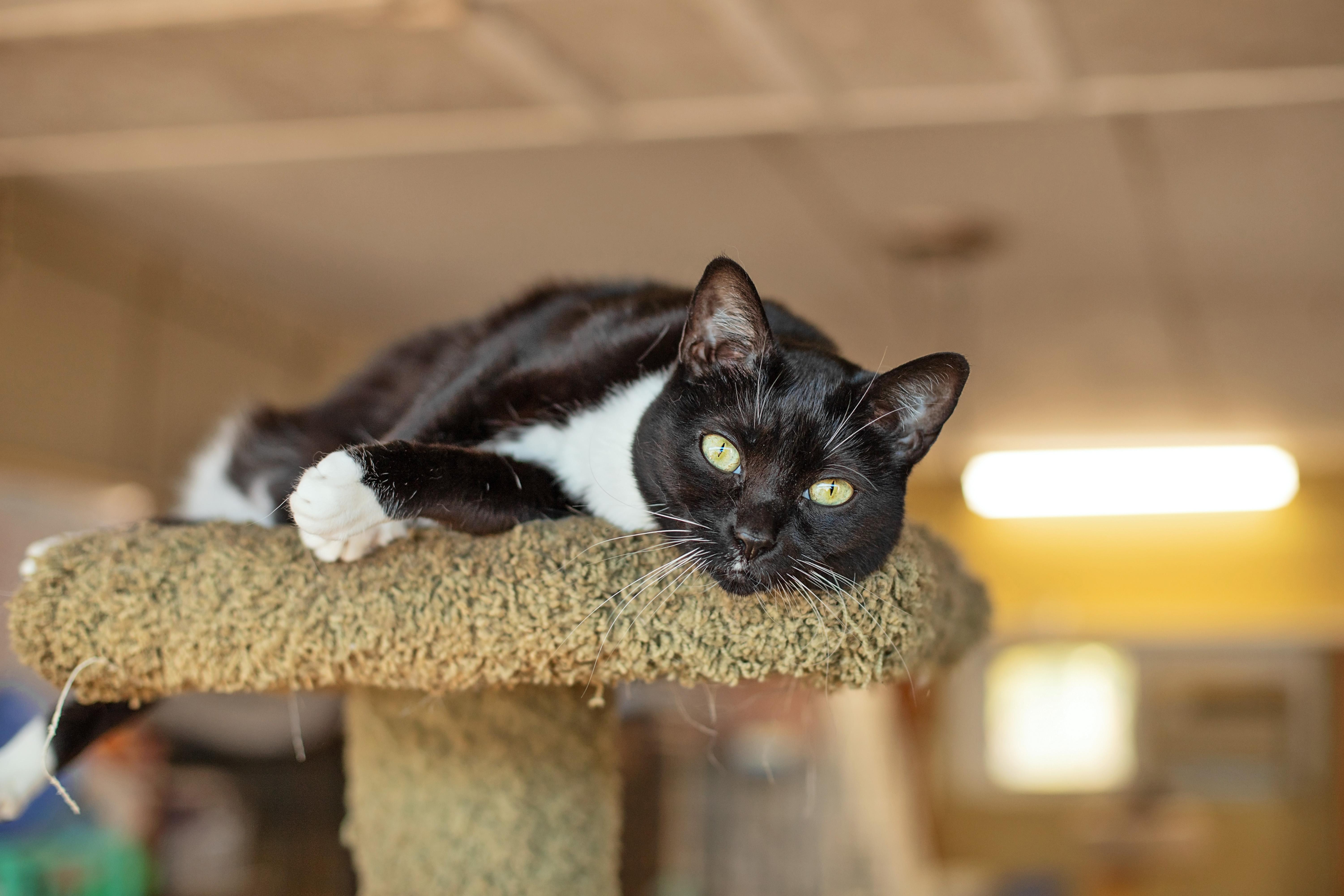 Honey & Sweetie, a Adoptable Domestic Short Hair in Landenberg, PA image 1/6