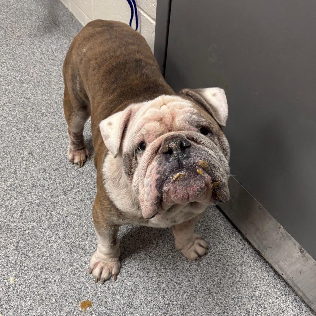 Enlarge Bowser, a Adoptable English Bulldog in Grand Rapids, MI image 1/1
