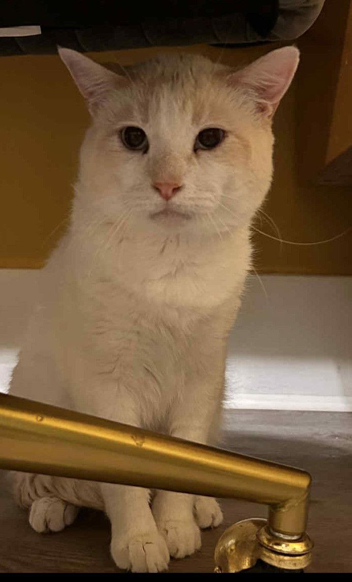 Kindle, Adoptable, Adult Male Domestic Short Hair.