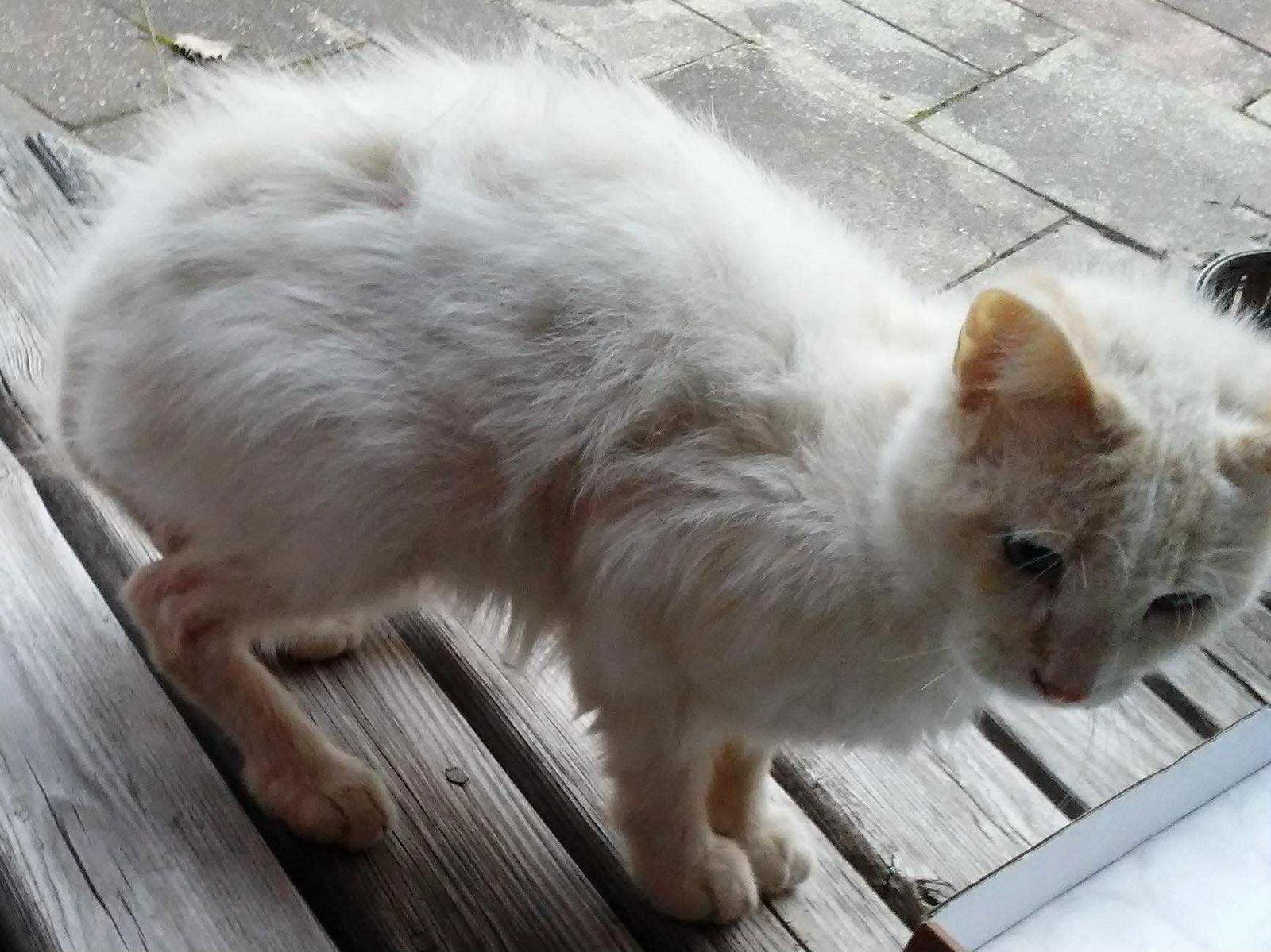 Kindle, a Adoptable Domestic Short Hair in Dalzell, IL image 2/3