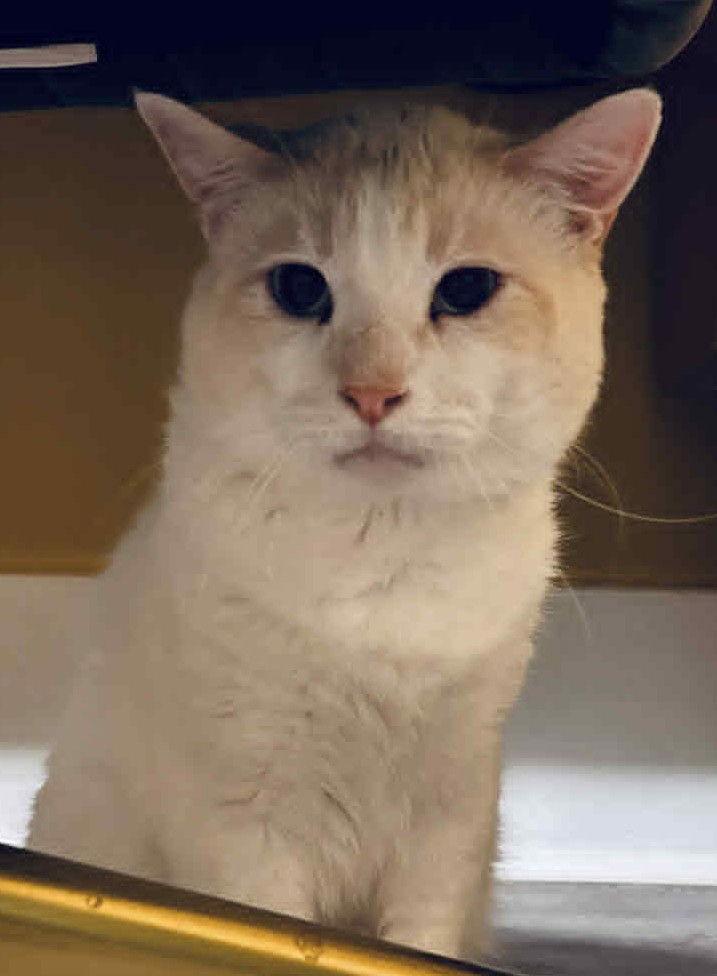 Kindle, a Adoptable Domestic Short Hair in Dalzell, IL image 3/3