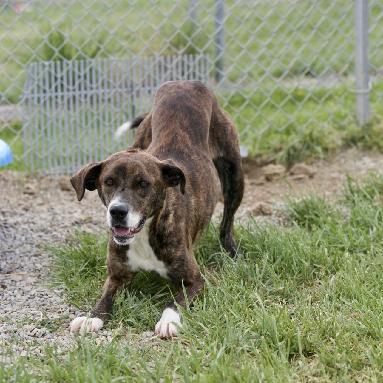 Enlarge Biscuit, a ADOPTABLE mixed breed in Mount Sterling, KY image 4/4
