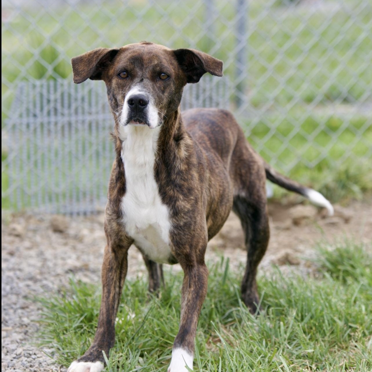 Enlarge Biscuit, a ADOPTABLE mixed breed in Mount Sterling, KY image 3/4