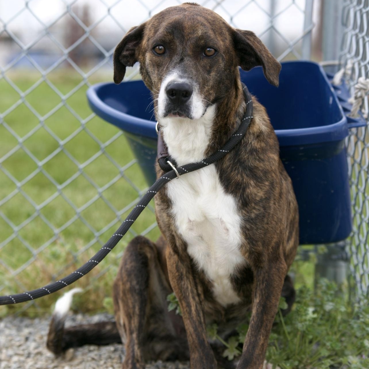 Biscuit, ADOPTABLE, Young Female Mixed Breed & Beagle.