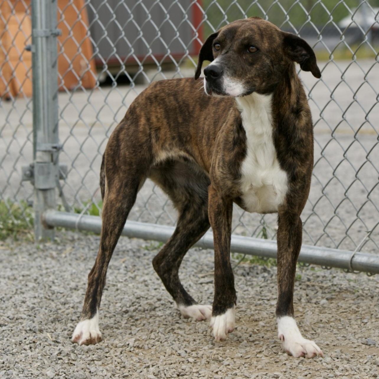 Enlarge Biscuit, a ADOPTABLE mixed breed in Mount Sterling, KY image 2/4
