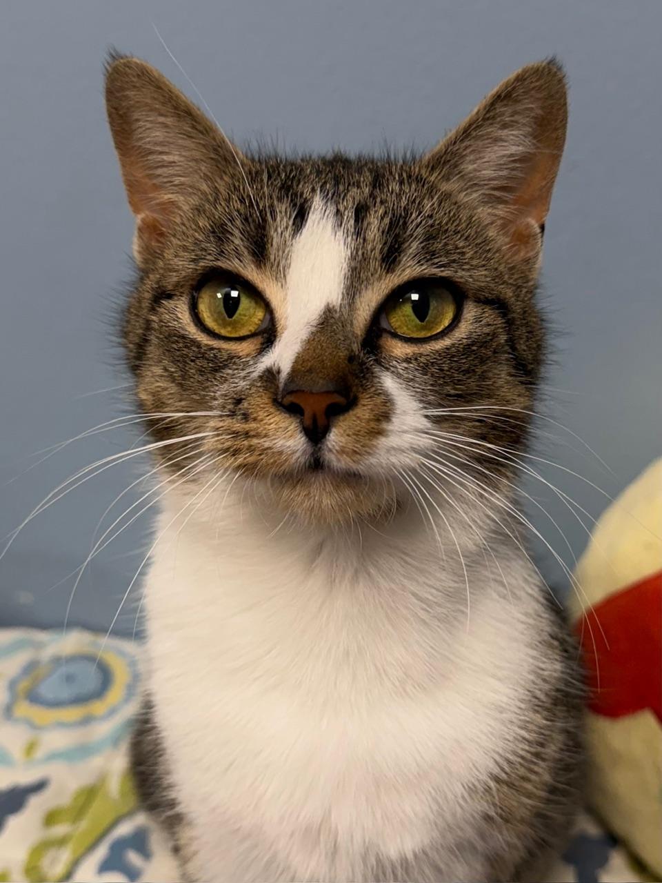 Enlarge Snickers Pie, an adopted Domestic Short Hair in Norwalk, CT image 1/1