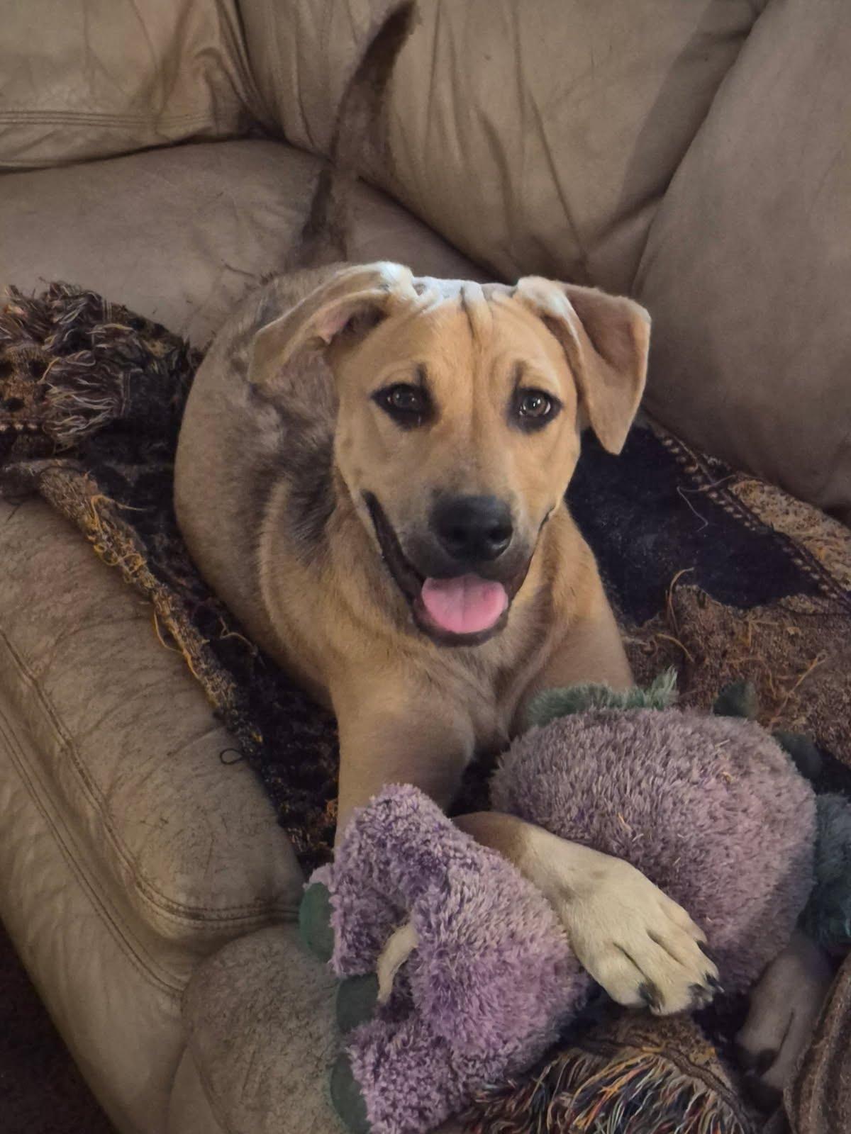Rex, Adoptable, Puppy Male Black Mouth Cur.