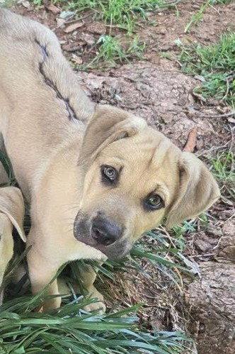 Enlarge Rex, a Adoptable Black Mouth Cur in Winter Park, CO image 1/2