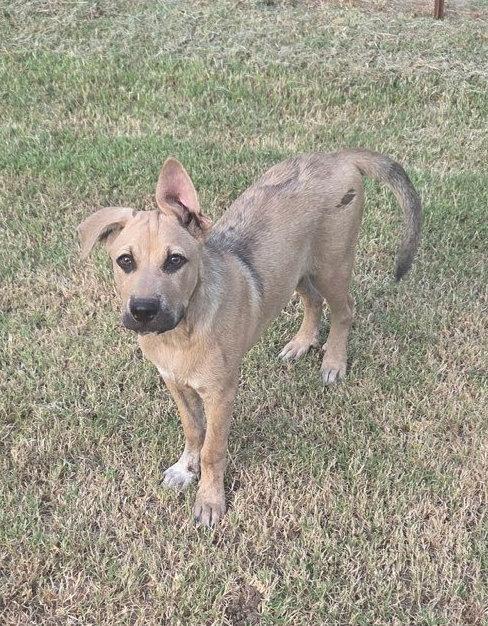 Enlarge Rex, a Adoptable Black Mouth Cur in Winter Park, CO image 3/3