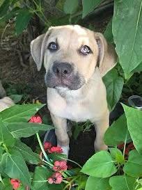 Enlarge Rex, a Adoptable Black Mouth Cur in Winter Park, CO image 2/2