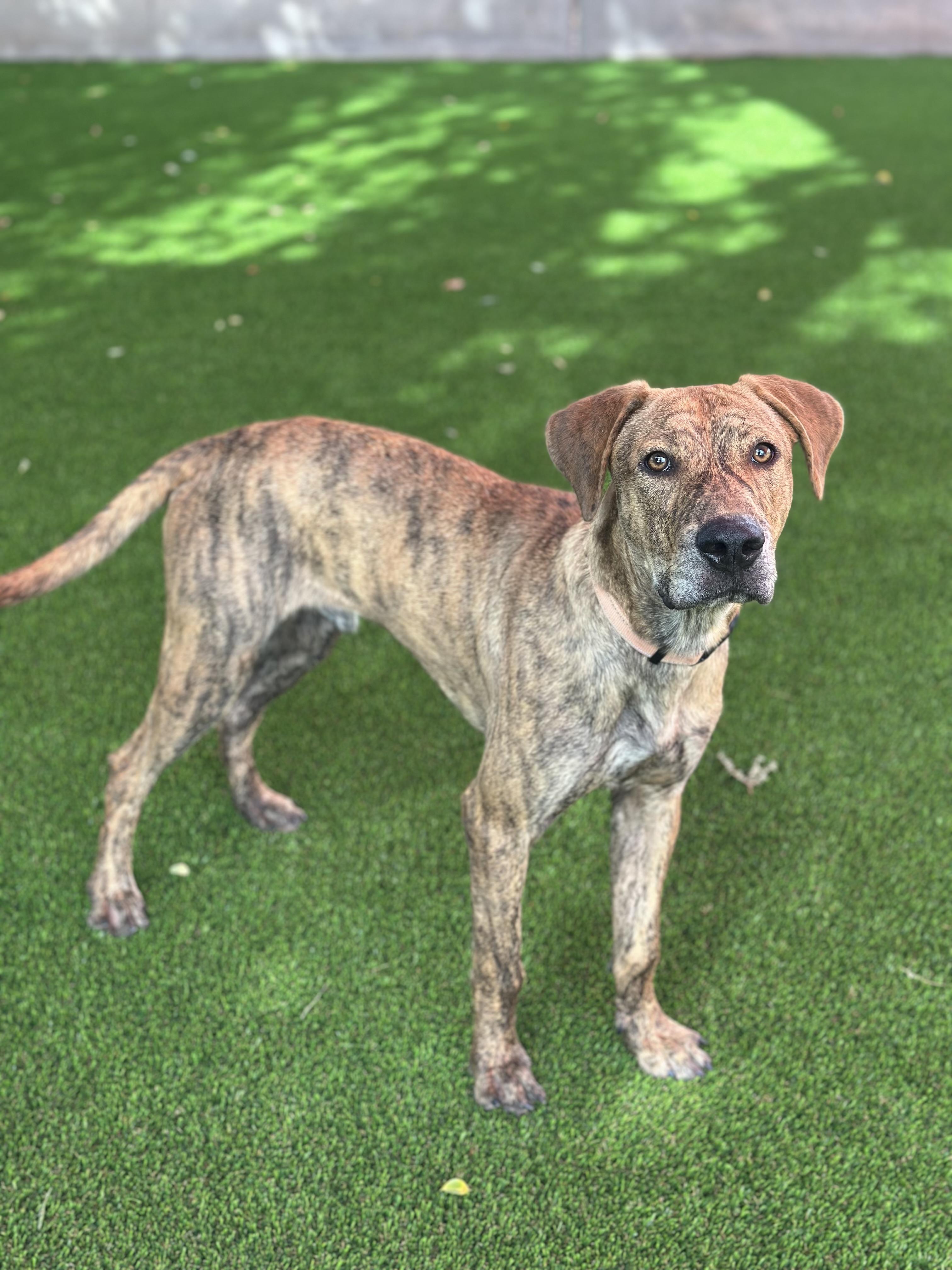 Oliver, Adoptable, Young Male Plott Hound.