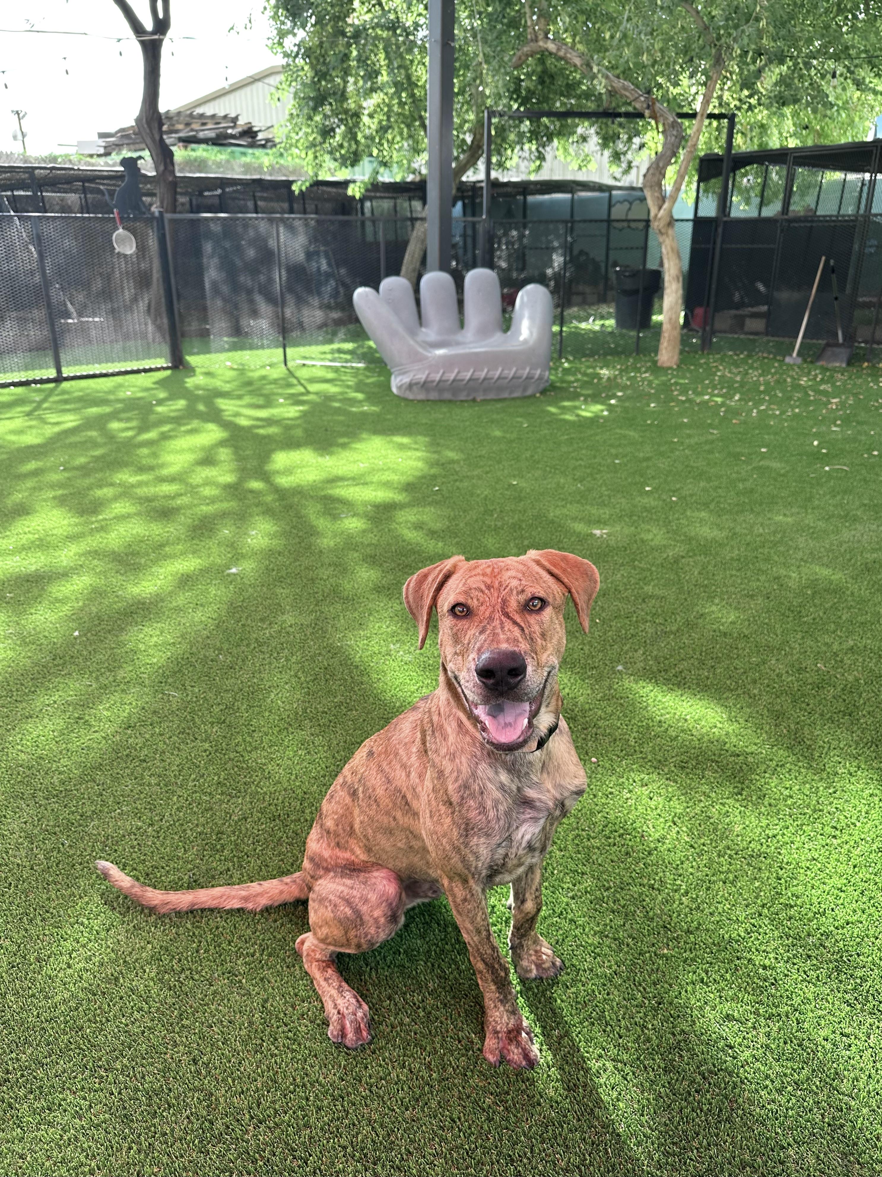 Oliver, a Adoptable mixed breed in Glendale, AZ image 2/3