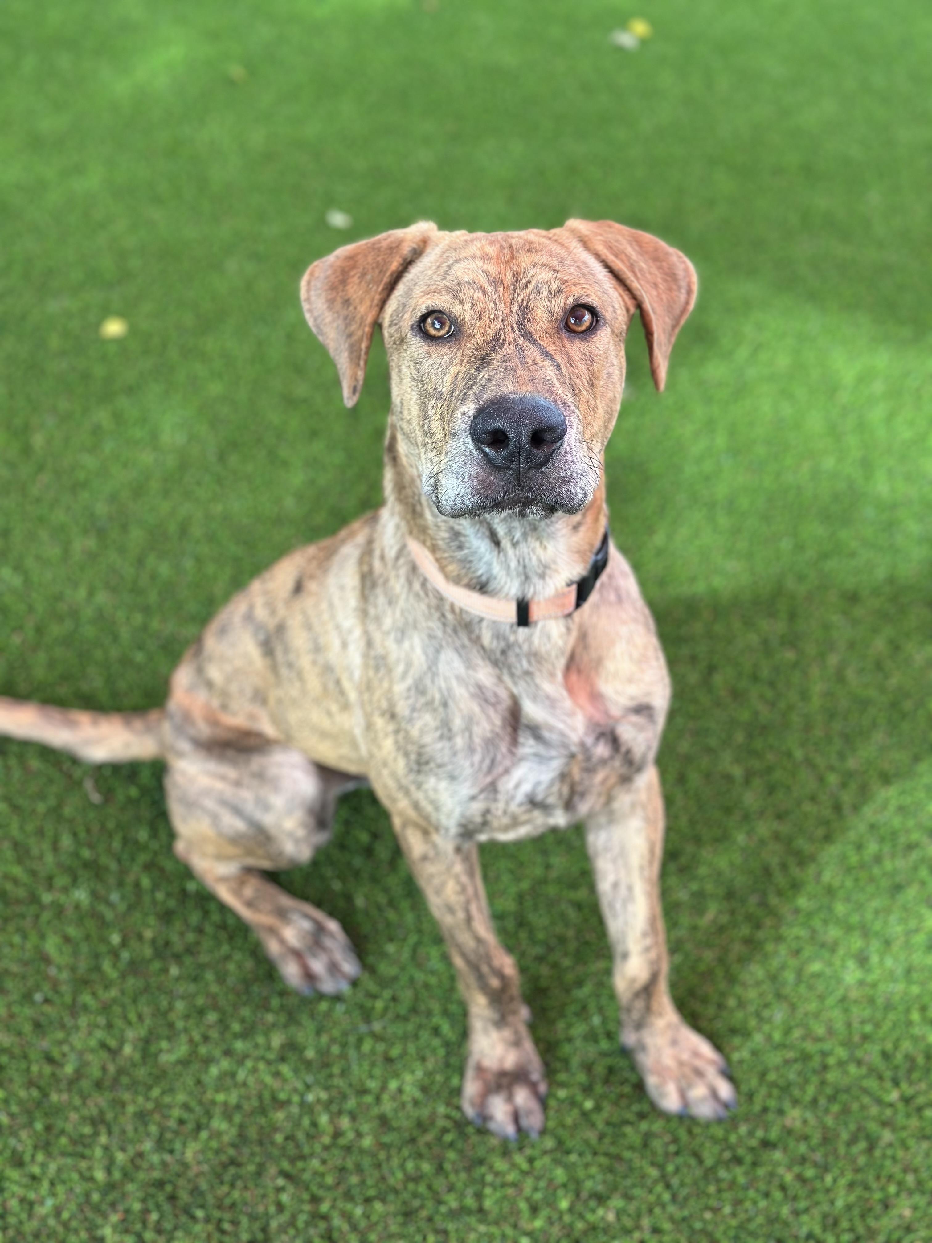 Oliver, a Adoptable mixed breed in Glendale, AZ image 3/3