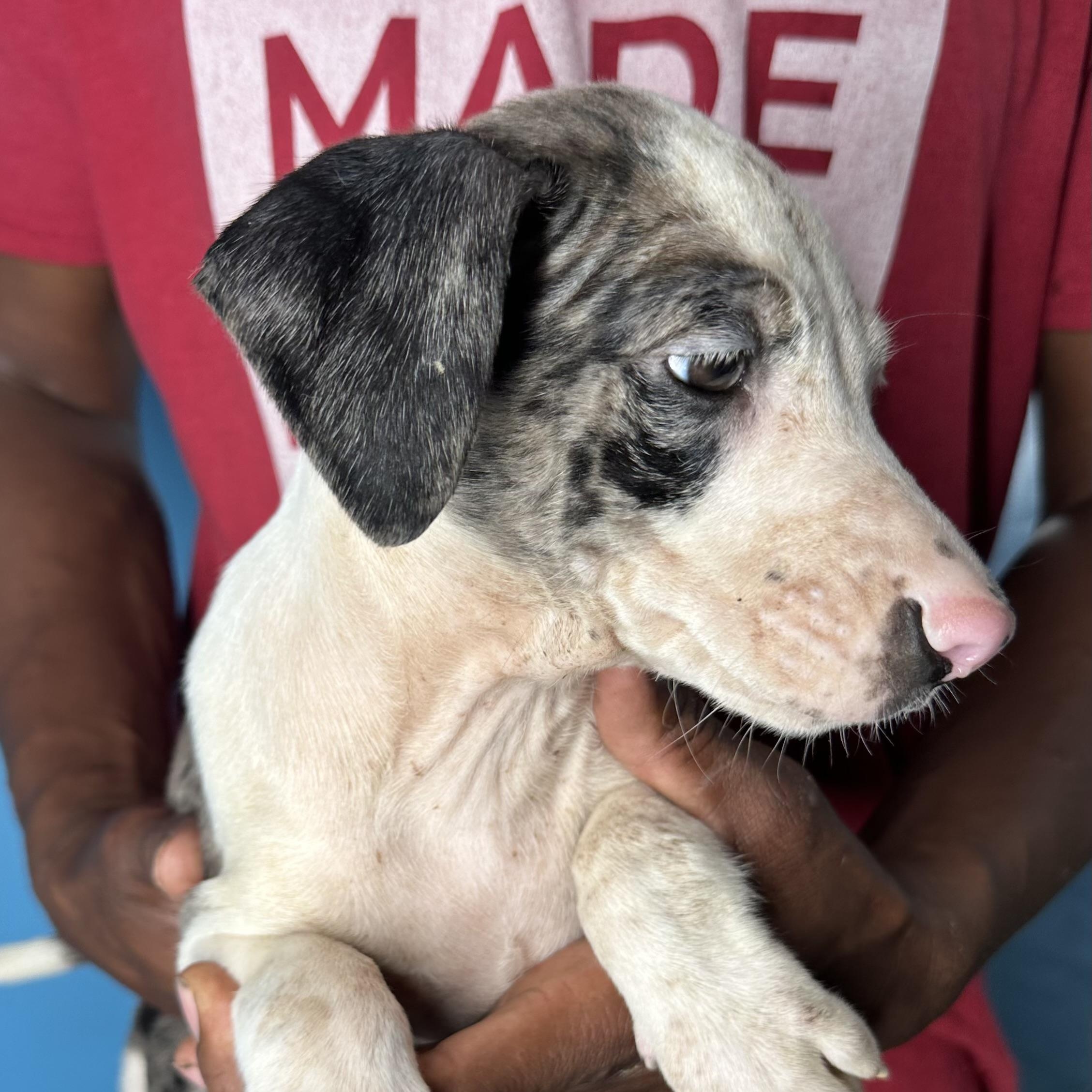 Enlarge Jax - Local April 10-12, an adopted mixed breed in North Smithfield, RI image 6/6