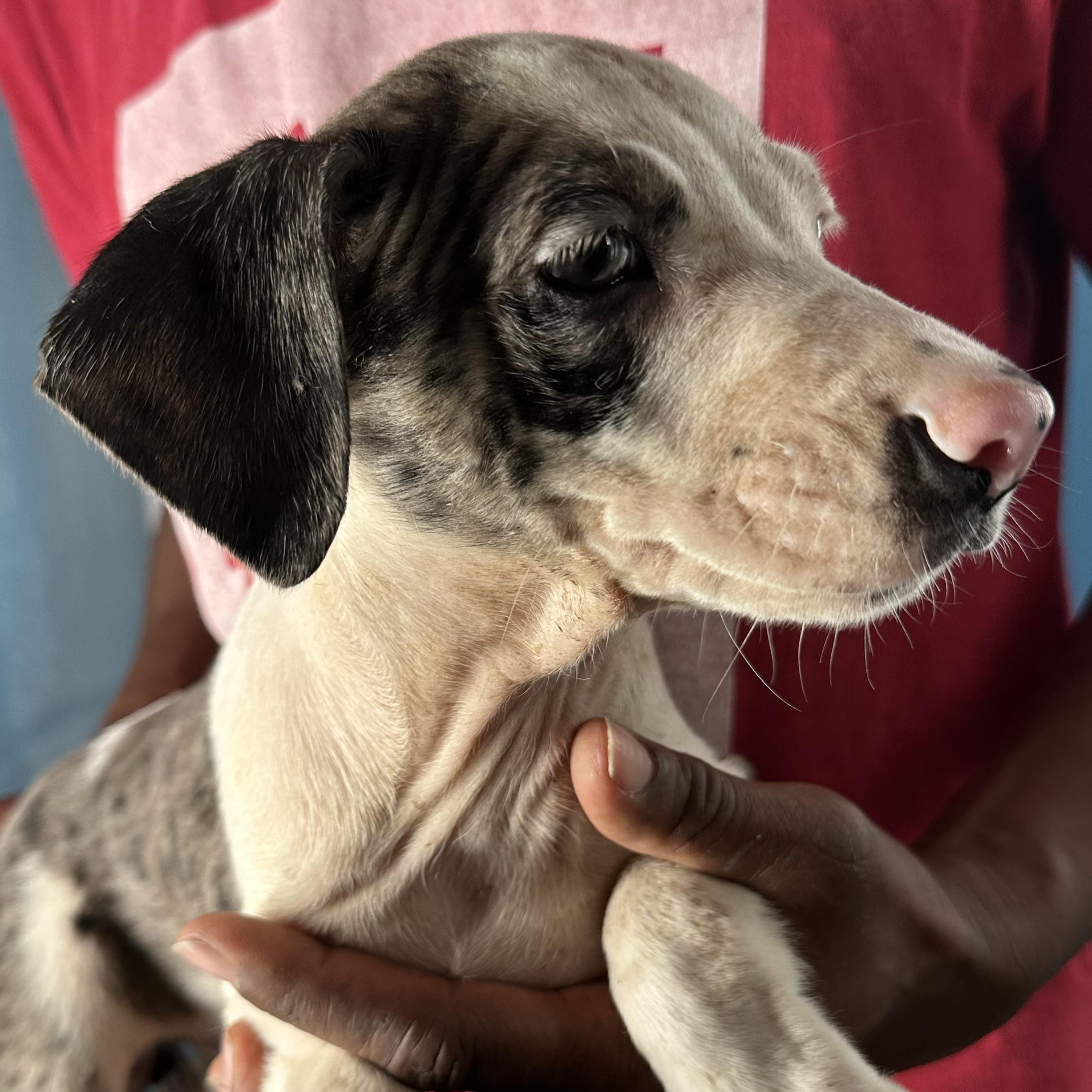 Enlarge Jax - Local April 10-12, an adopted mixed breed in North Smithfield, RI image 5/6