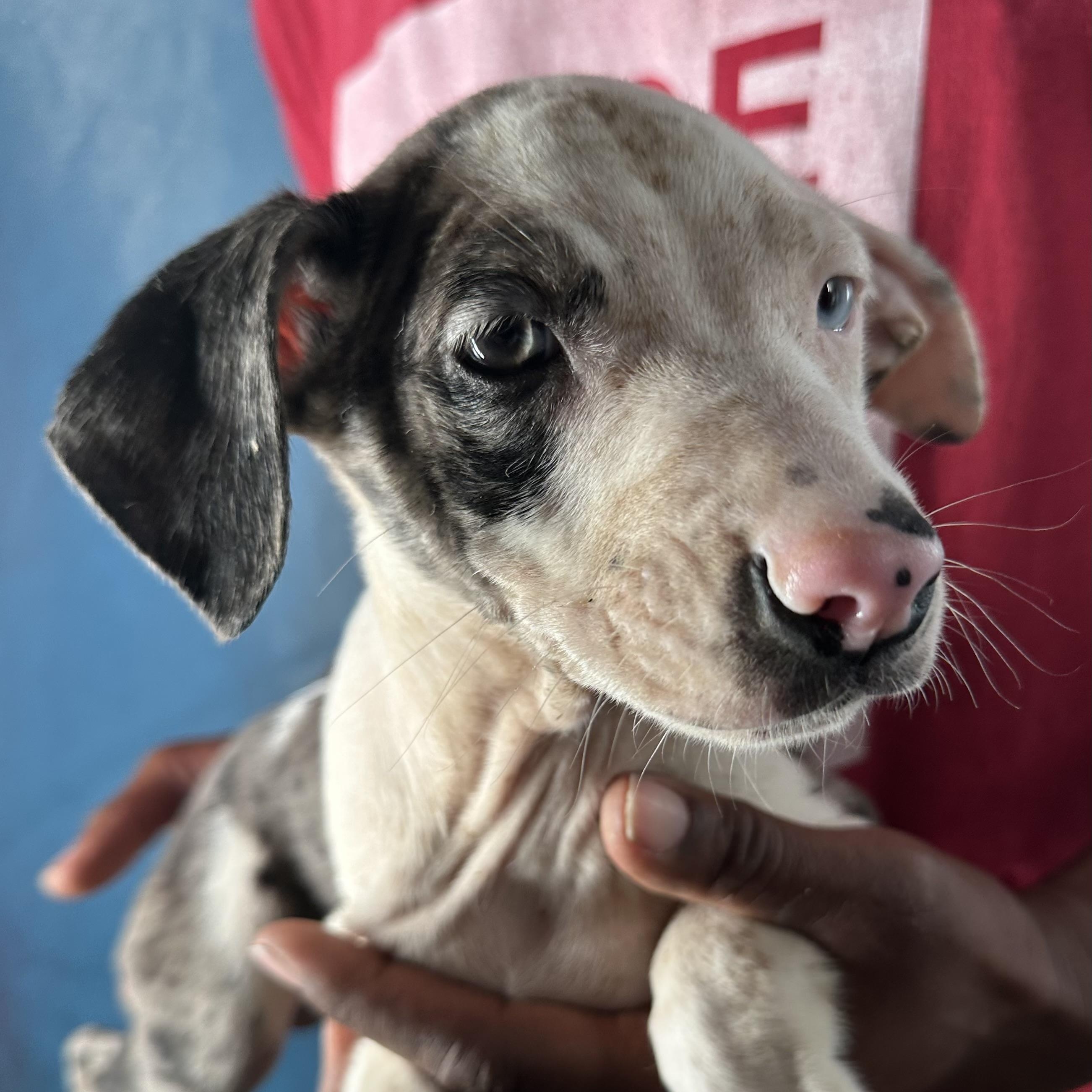 Enlarge Jax - Local April 10-12, an adopted mixed breed in North Smithfield, RI image 1/6