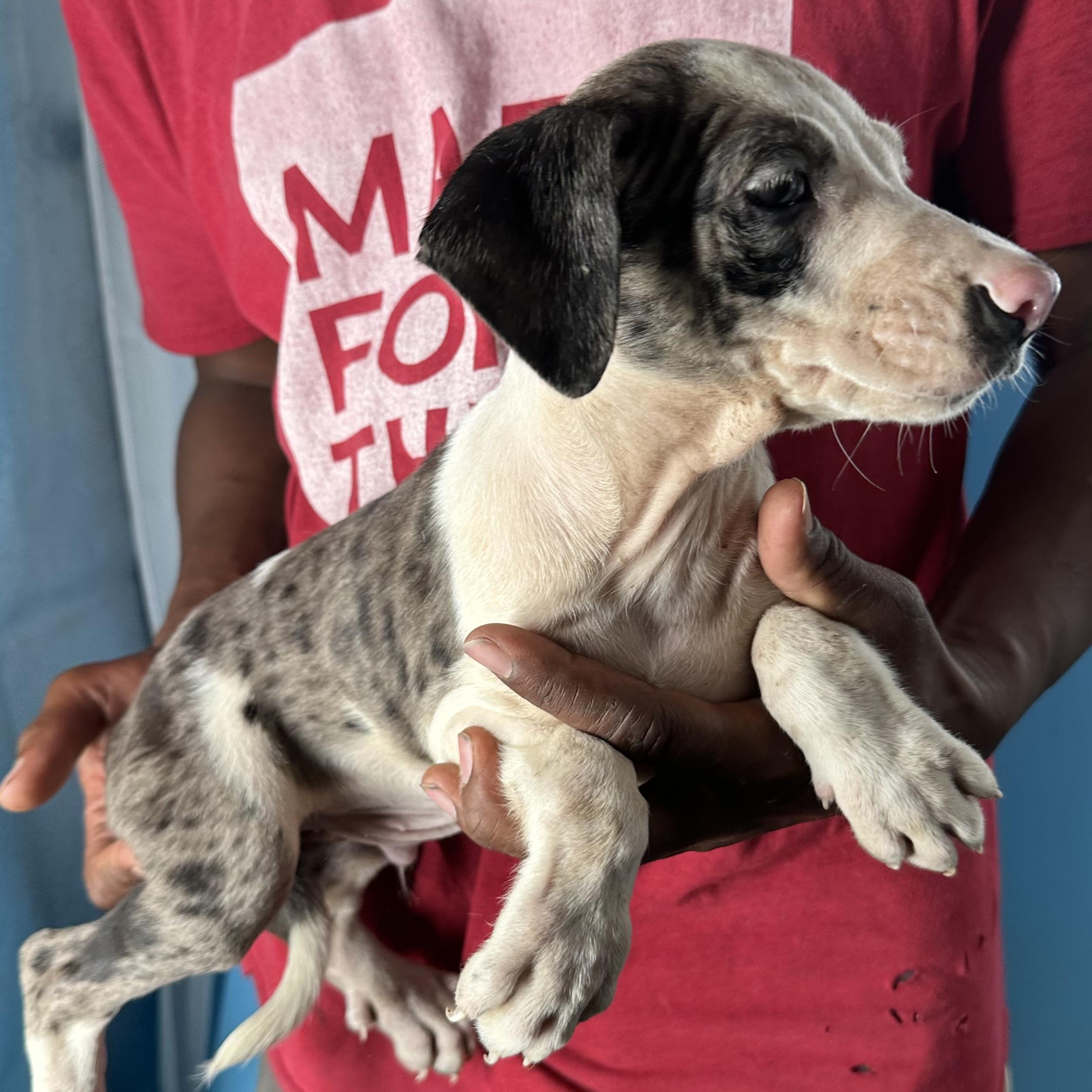 Enlarge Jax - Local April 10-12, an adopted mixed breed in North Smithfield, RI image 2/6