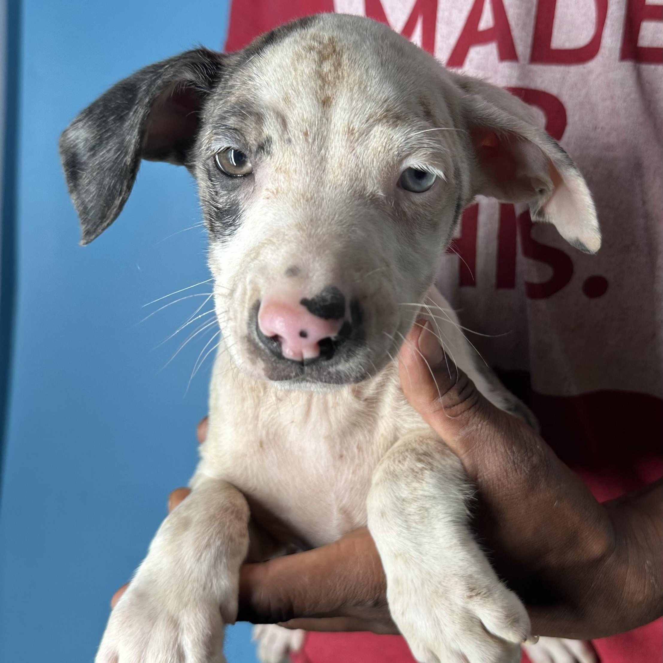 Enlarge Jax - Local April 10-12, an adopted mixed breed in North Smithfield, RI image 3/6