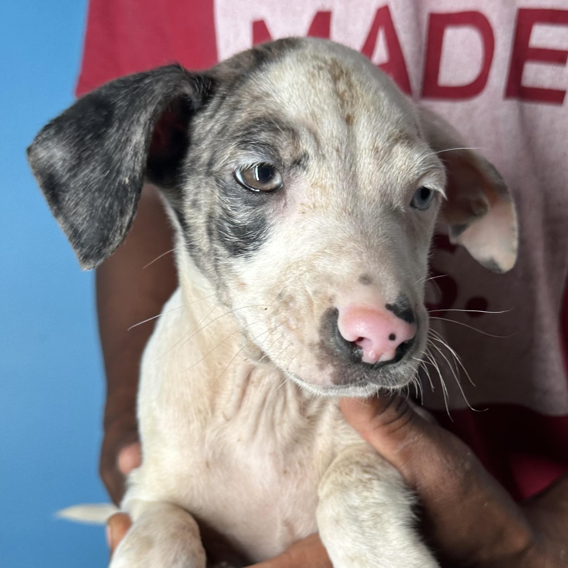 Enlarge Jax - Local April 10-12, an adopted mixed breed in North Smithfield, RI image 4/6