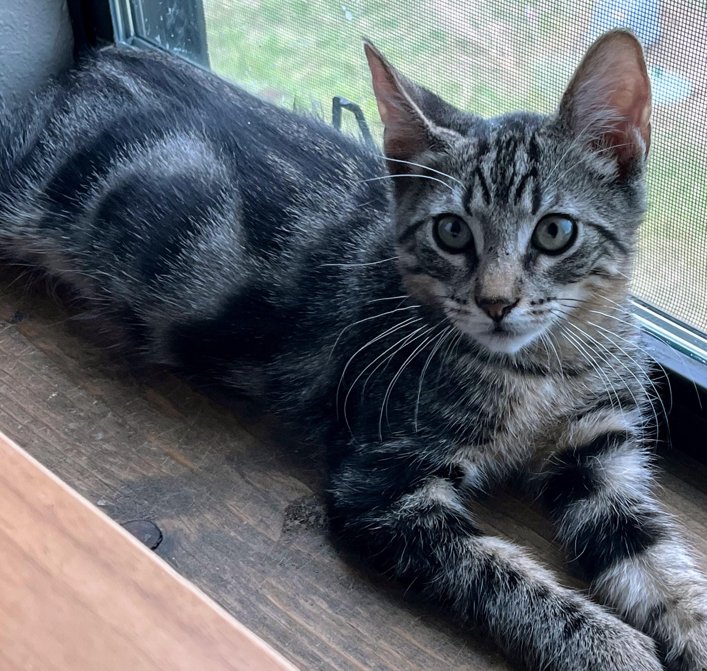 Quigley, Adopted, Young Male Domestic Short Hair.