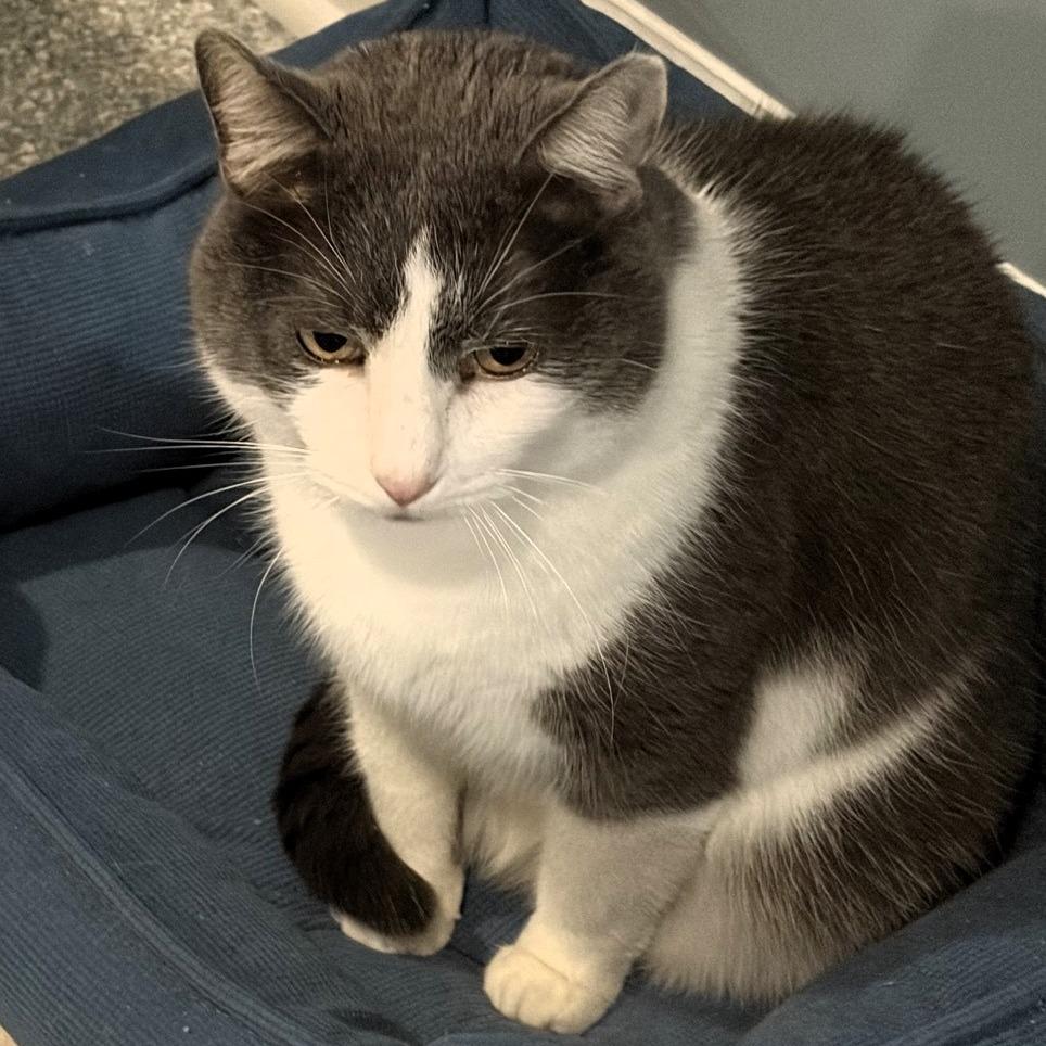 Enlarge Vinny, a Adoptable American Shorthair in Shawnee, KS image 1/6