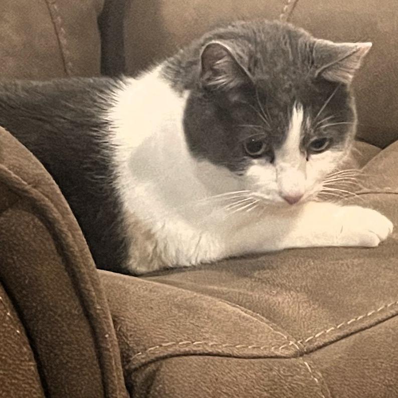 Enlarge Vinny, a Adoptable American Shorthair in Shawnee, KS image 2/6