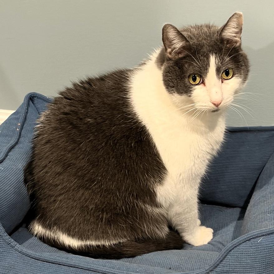 Enlarge Vinny, a Adoptable American Shorthair in Shawnee, KS image 4/6